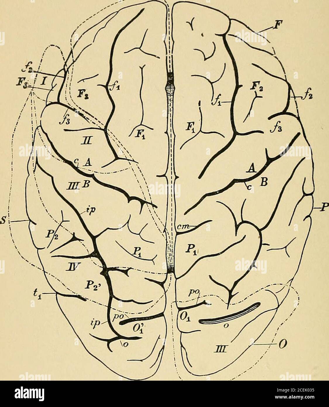 . Un trattato sulle malattie nervose e mentali, per studenti e professionisti della medicina. •, terza convoluzione occipitale, po. Fessura parieto-occipitale, o^. Sulcus occipitalistranversus OK sulcus occipitalis longitudinale alis inferiore. T^, prima; t^, seconda; T-tliird convoluzioni temporo-spenoidali. t prima; <^,seconda fi.sure temporo-spenoidali. 74 INTRODUZIONE mentre Dnret sostiene che ogni area è isolata. Dalla pia, due serie di arterie passano nello snbstance cerebrale: Vasi lunghi o mednl-lari, e vasi corti o corticali. La figura lunga o mednllaria. 56.. Aree vascolari Foto Stock