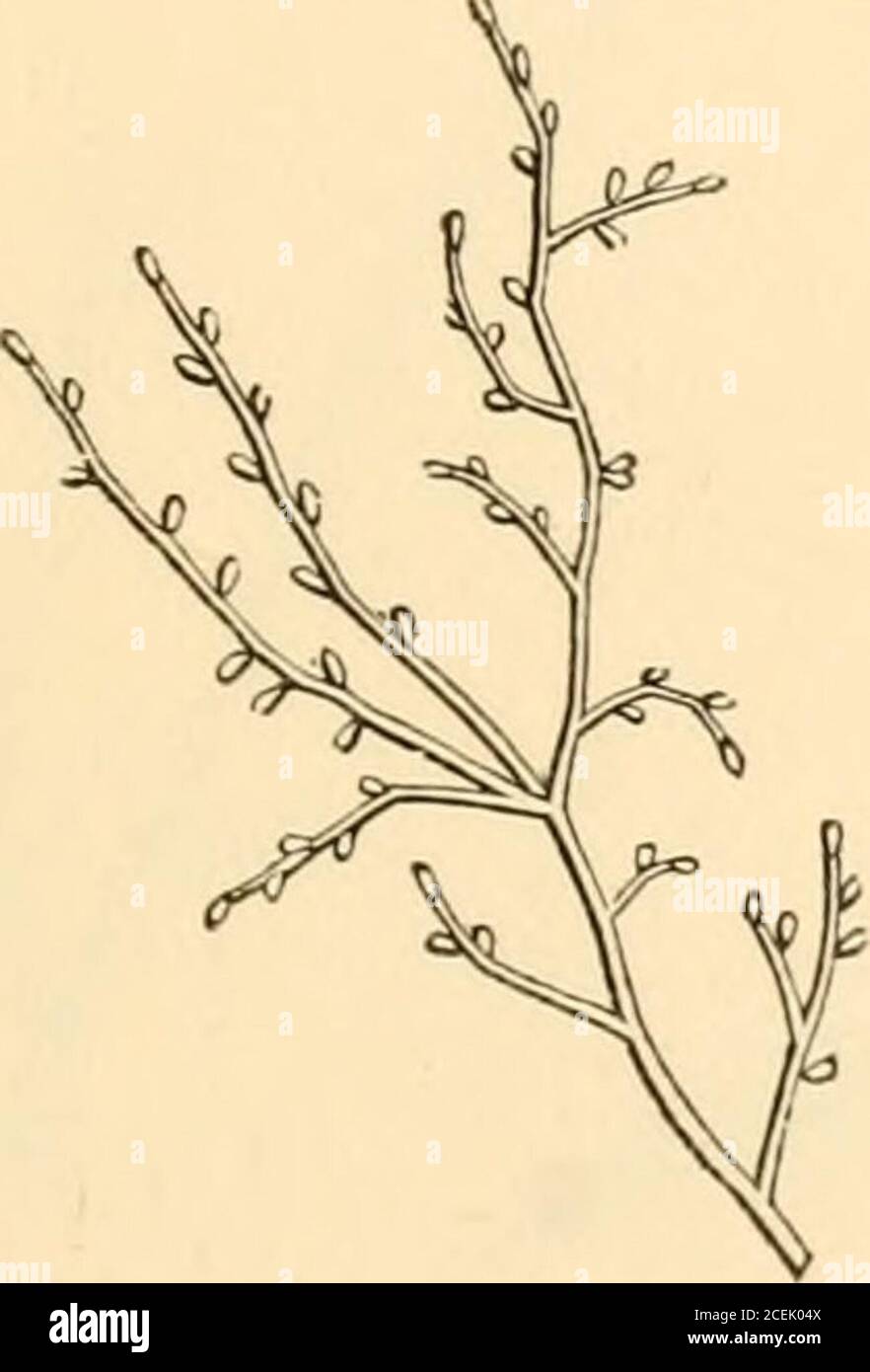 . Arboretum et fruticetum tritannicum; o, gli alberi e arbusti della Gran Bretagna, nativi e stranieri, duri e semiridi, delineati pittoricamente e botanicamente, descritti scientificamente e popolarmente; con la loro propagazione, cultura, gestione e usi nelle arti, nelle piantagioni utili e ornamentali e nel giardinaggio; preceduto da un profilo storico e geografico degli alberi e arbusti di climi temperati in tutto il mondo. HISH,3 i.i.i. iliniii.. Foto Stock