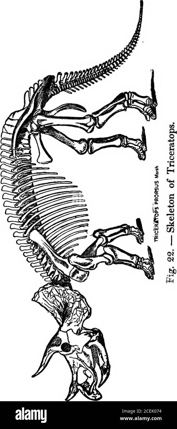 . Animali del passato, un racconto di alcune creature del mondo antico. I riceratops ci permettono di dare un'occhiata al suo scheletro. Ora tra le altre cose uno scheletro è la soluzione di una meccanica problemina, e in Triceratops la testa sordomina il resto della struttura che onemight quasi immaginare il cranio è stato fatto prima il corpo regolato ad esso. La testa grande sembra fatta non solo per offesa e difesa;il frUl di diffusione serve per l'attaccamentodei muscoli per sostenere il peso del cranio, mentre il lavoro dei muscoli è reso più facile dal fatto che il frill raggiunge così lontano backof t Foto Stock