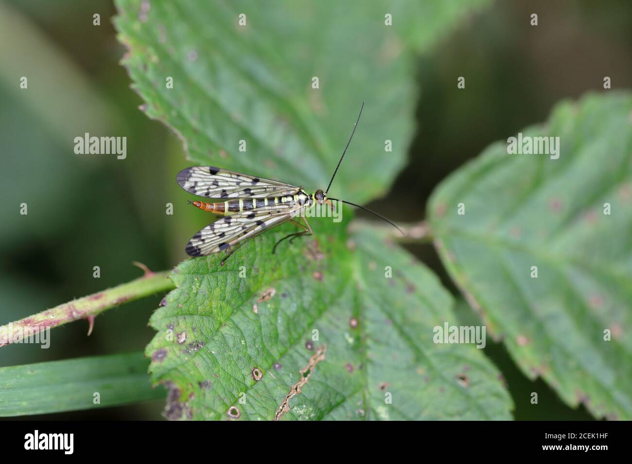 un insetto alato a riposo su una foglia di mora Foto Stock