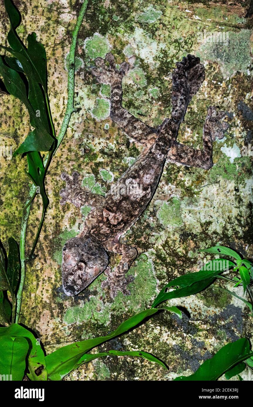 Gecko gigante coda di foglie, Uromatus giganteus, Montagne d'Ambre National Park, Madagascar Foto Stock