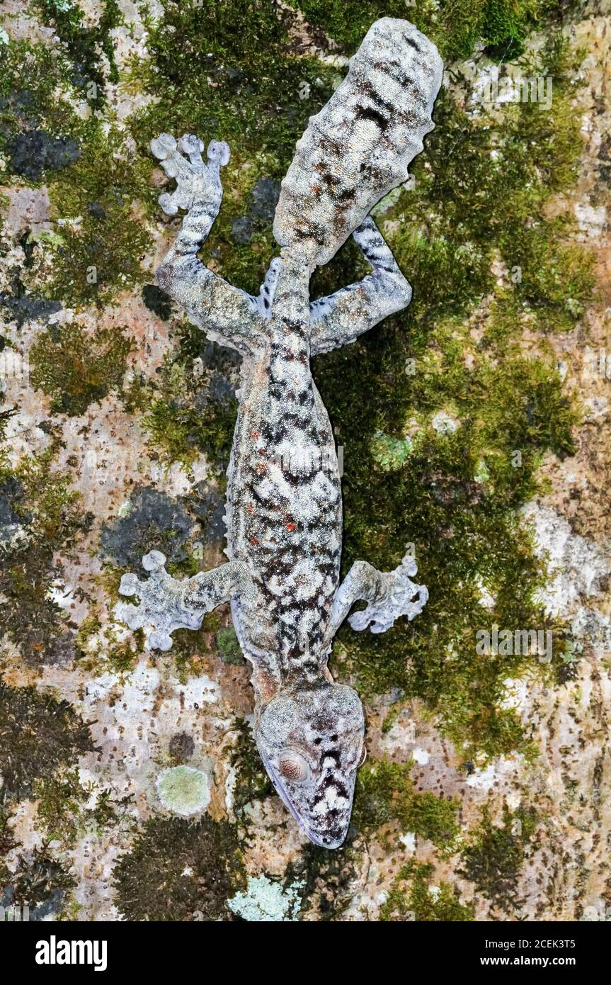 Gecko gigante coda di foglie, Uromatus giganteus, Montagne d'Ambre National Park, Madagascar Foto Stock