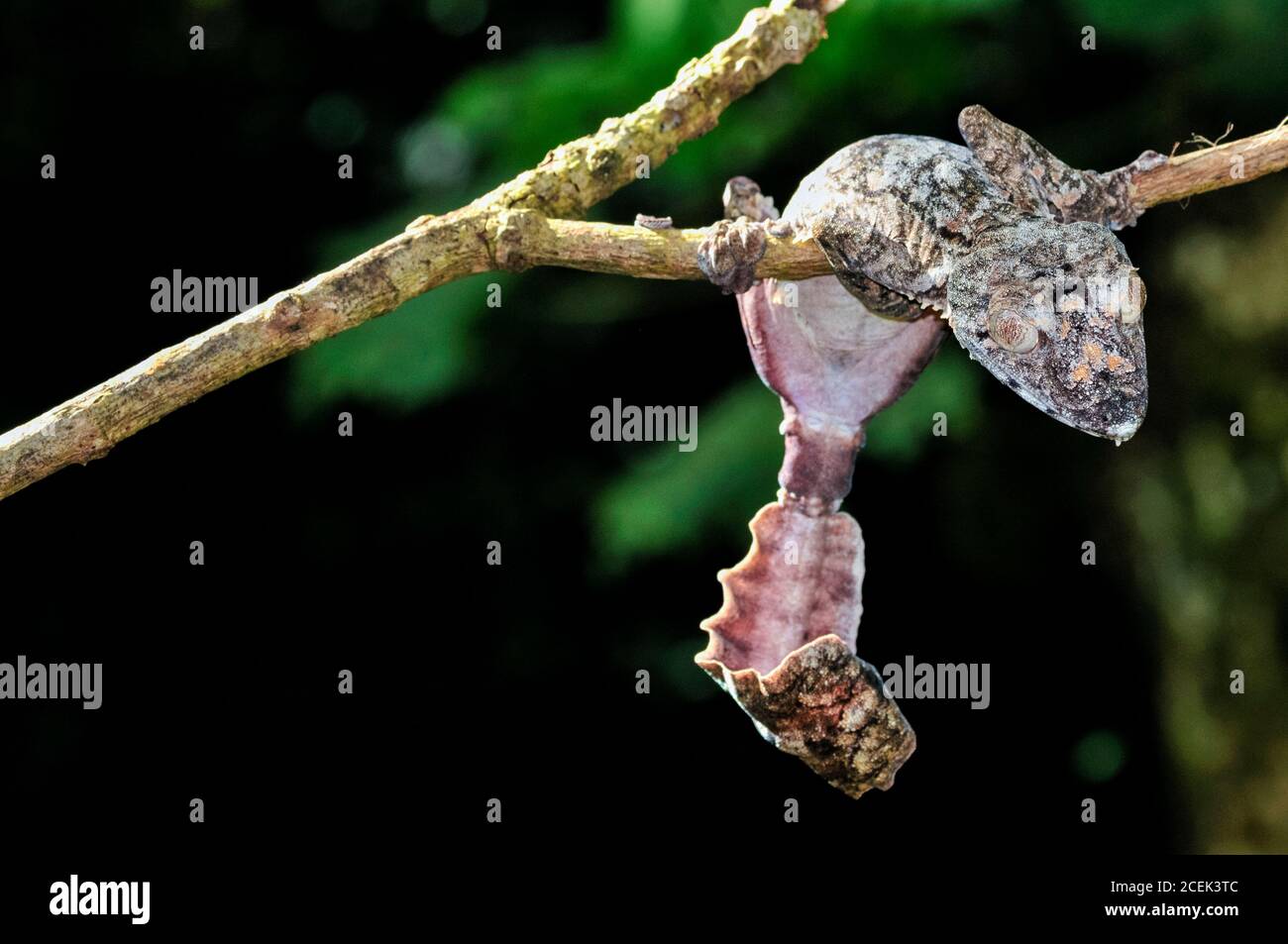 Gecko gigante coda di foglie, Uromatus giganteus, Montagne d'Ambre National Park, Madagascar Foto Stock