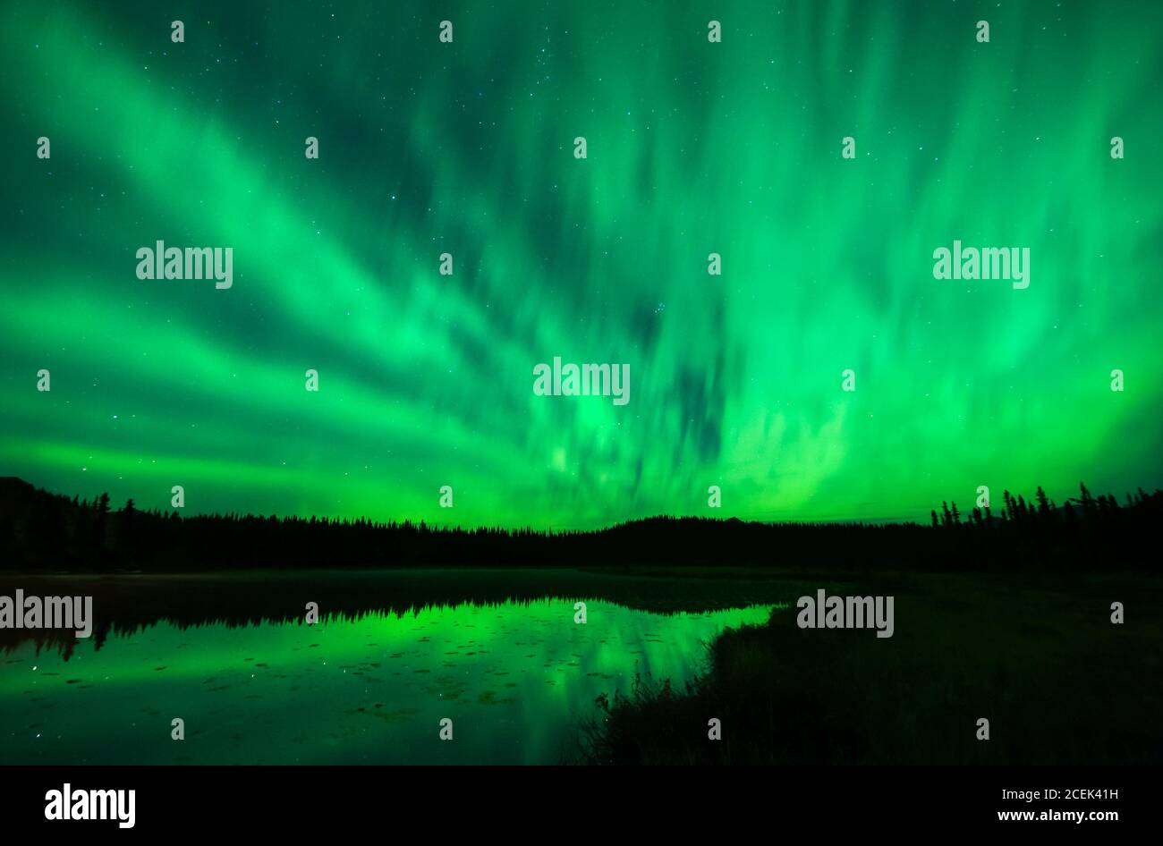 Nord America; Stati Uniti; Alaska; Lago Tonglen; Inverno; Notte; Stelle; Cielo; fenomeno naturale; Aurora boreale; aurora boreale. Foto Stock