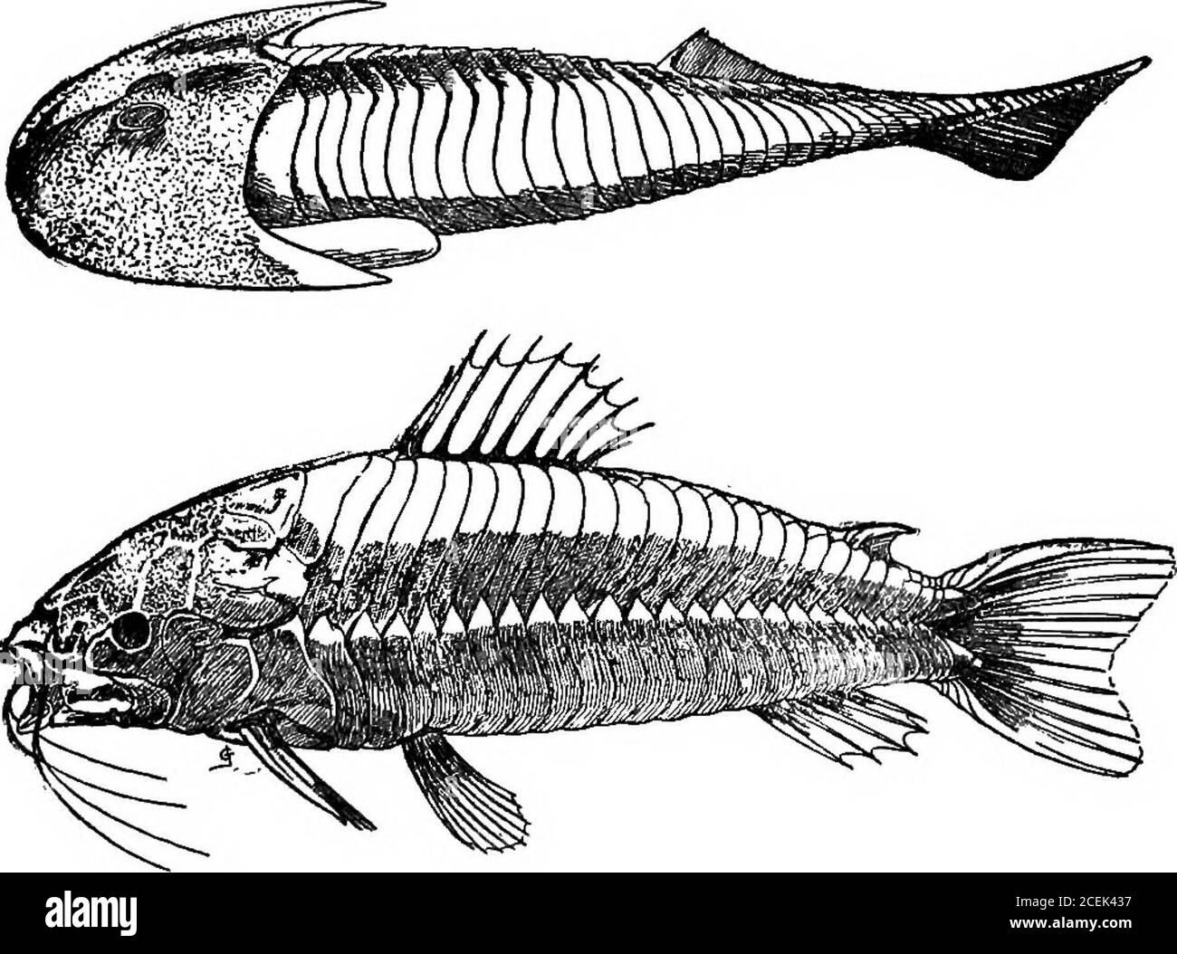 . Animali del passato, un racconto di alcune creature del mondo antico. Con questi svantaggi a contendersi, si può meravigliare che, mentre alcuni natu-rahst credono queste piccole creature per essere relatedto alla lampreda, altri ritengono che essi belongto ad un gruppo perfettamente distinto di animali, Eothers Stul pensano che sia possibile che possano essere la larval o le fasi iniziali di forme più grandi e meglio sviluppate. Stul più in alto veniamo sulle abbondantremains di numerosi piccoli pesci-hke animali, più o meno completamente rivestiti in armatura ossea, indicando che vivevano in t tormentata Foto Stock