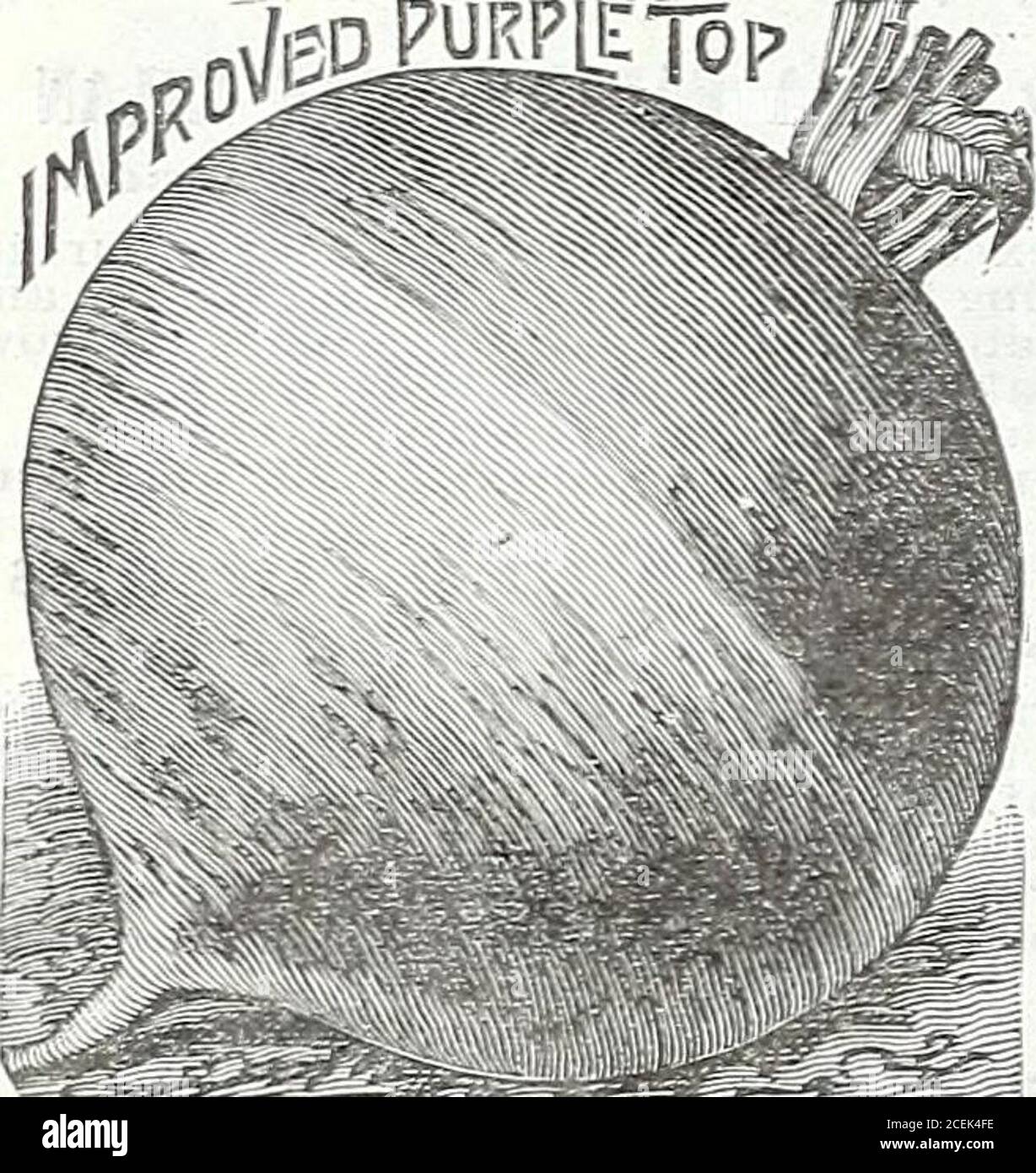 . Il libro di seme di Maule per 1922. Vogatore, e un coltivatore rapido, duro, pro-duca una buona siepe in da 3 a 4 years.once, 30 cents; quarto libbra, 85 cents;libbra, 3.00 dollari, postpaid. TOBACCO GULTUKB Libro di 50 pagine che fornisce i dettagli completi sulla preparazione di aud theselection del seme e del terreno, la raccolta, la cura e la commercializzazione thecrop. Prepaied da li tabacchicoltori esperti in zone difierenti del paese.Illustrated, copertina di carta, 60c postpaid. Altamente nutriente come vegetale da tavola e redditizio come cibo per stock e cultura degli uccelli. - fa il meglio su terreni nuovi, o terreni leggeri e sabbiosi. Semina il seme dal l Foto Stock