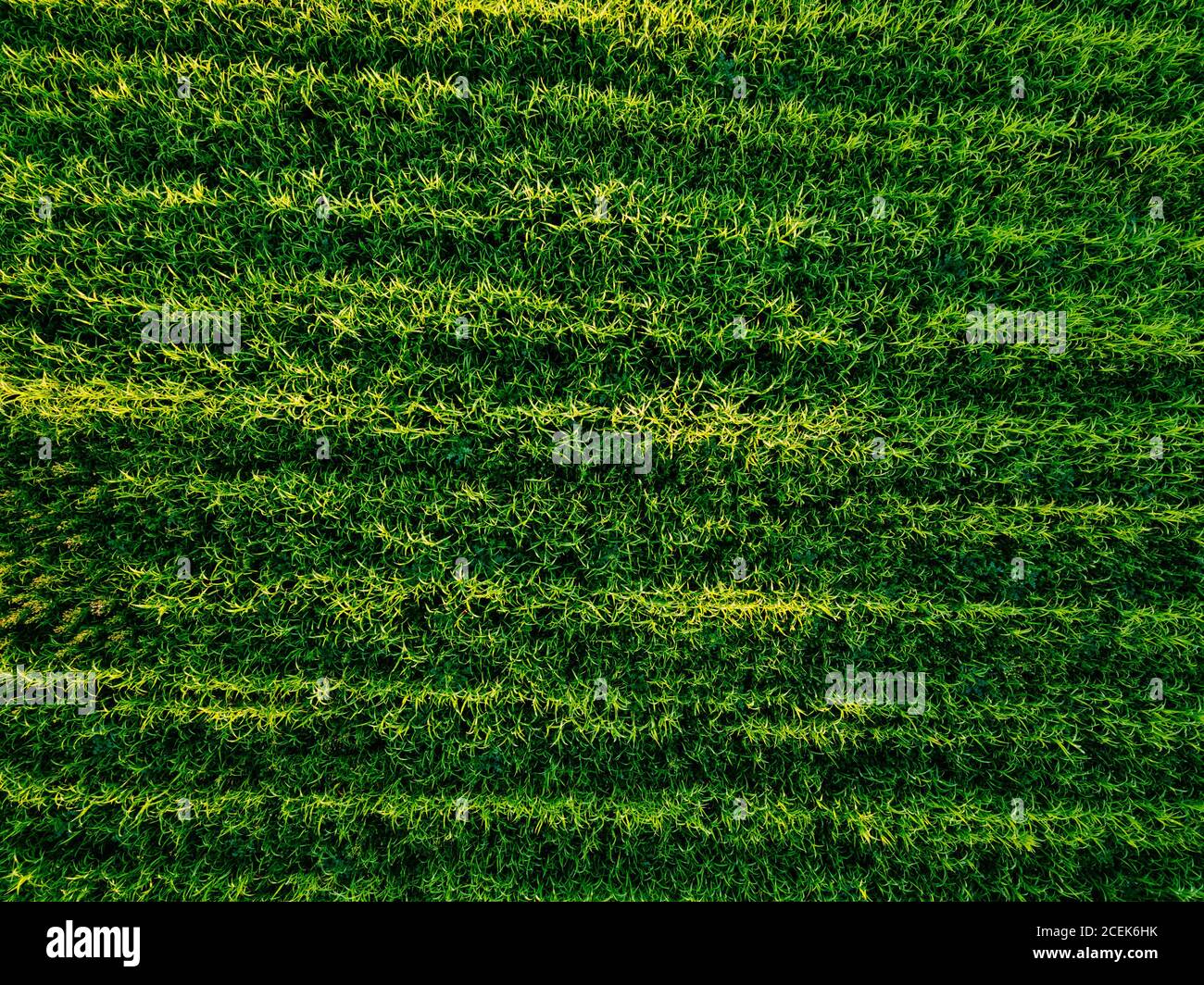 Vista aerea del campo agricolo del drone Foto Stock