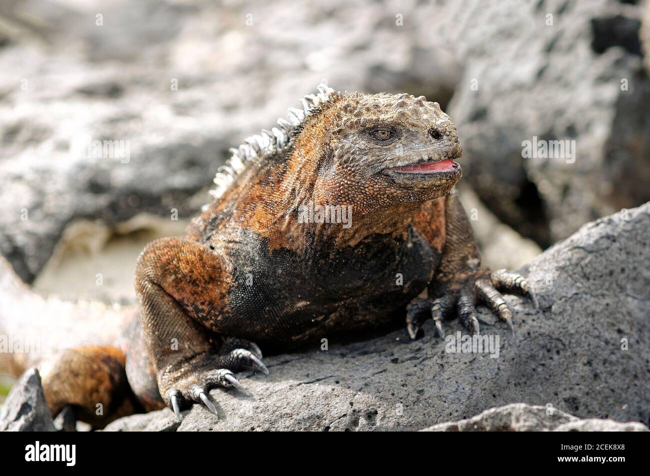 Una bella Iguana si sta riscaldando, adagiato su una roccia vulcanica all'Isola di San Cristobal, dopo aver pescato nell'Oceano Pacifico. Foto Stock