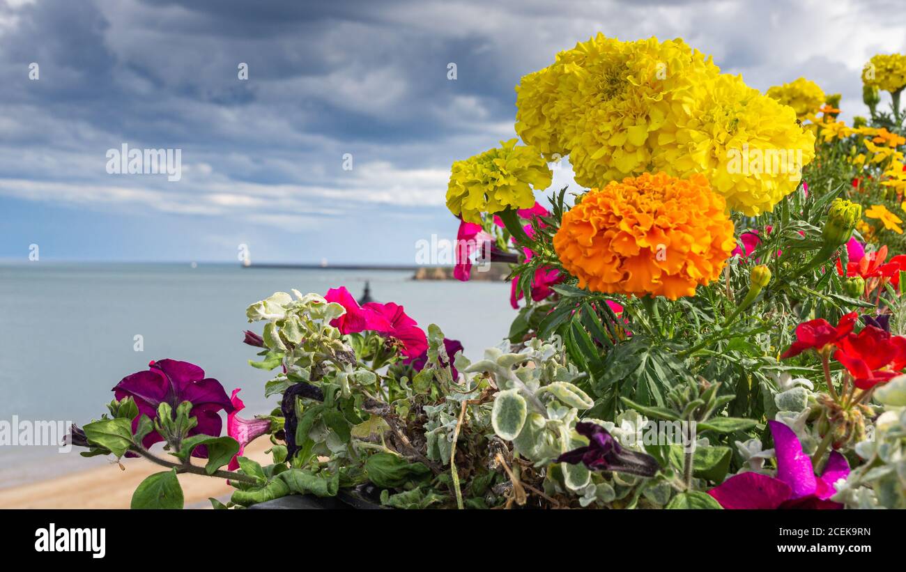 Disposizione dei fiori vicino al mare Foto Stock