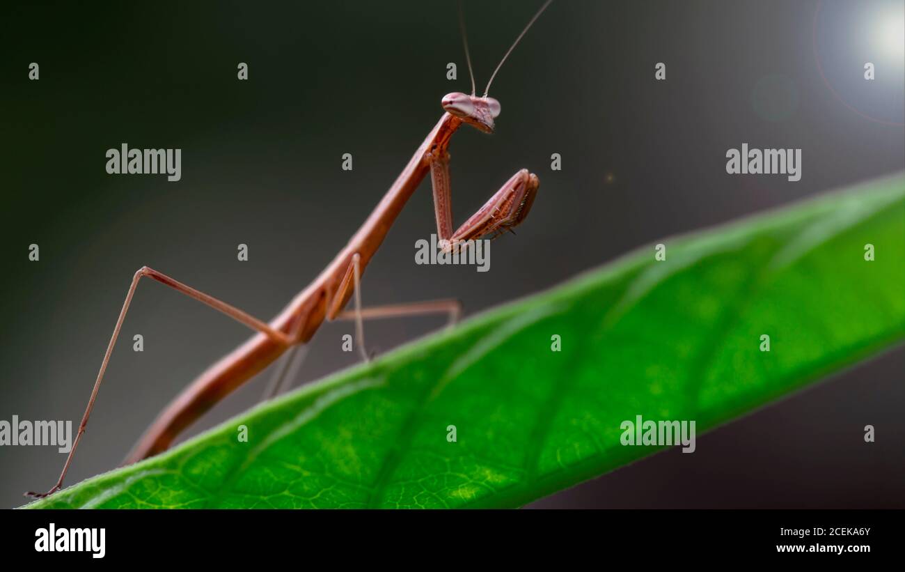 baby che prega mantis su una foglia verde, insetto sottile e fragile ma terribile predatore per i piccoli. macro foto della fauna tropicale. Foto Stock