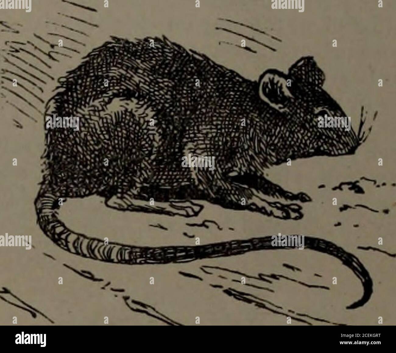 . Il Wasp. Un giornale di illustrazione e commento del sabato, dedicato alla discussione di affari pubblici, finanza, società e arte. Quando John Thompson, di Middlebury.Vt., ritornò alla sua stolta, dopo un prolongedspree, i suoi otto cani, quasi affamati, lo saccheggiarono. Divenne necessario uccidere i cani allthe prima di poter essere salvato, e poi fu strappato dalla testa ai piedi. Il destino dell'arcivescovo di Mayence, è stato legato da molti stregoni sensazionali, come anche la leggenda polacca del re Pa-piel, che, con tutto ciò che gli appartiene, è stato divorato dai ratti, in forveleno punitivo Foto Stock