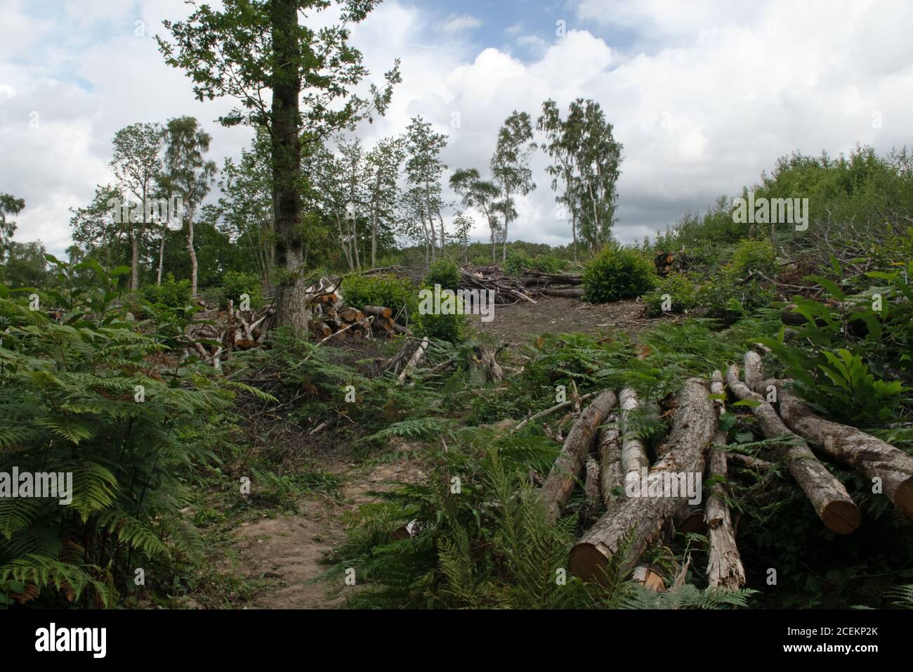 Legname nella foresta di Ashdown, Sussex orientale, Regno Unito Foto Stock
