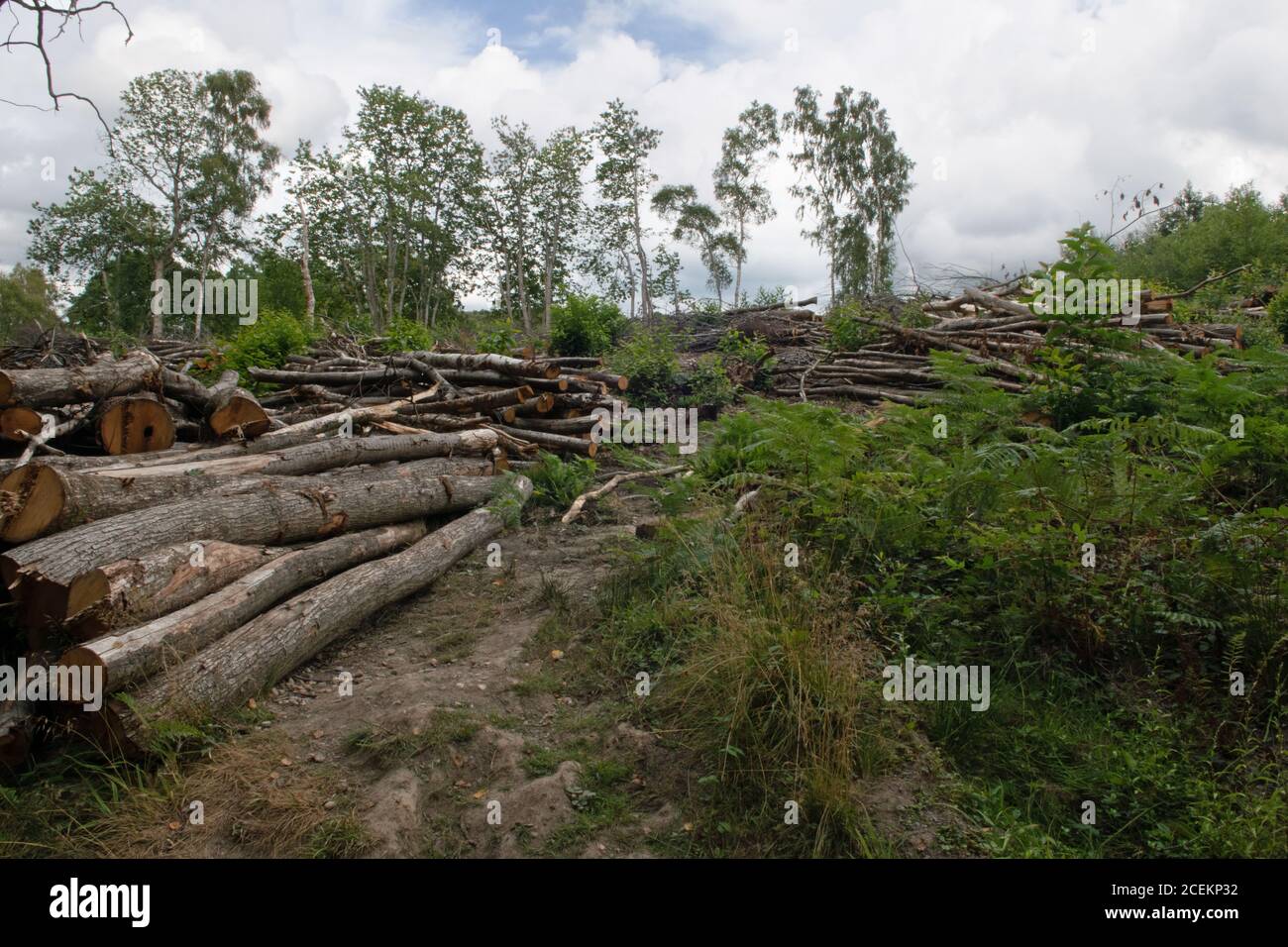 Legname nella foresta di Ashdown, Sussex orientale, Regno Unito Foto Stock