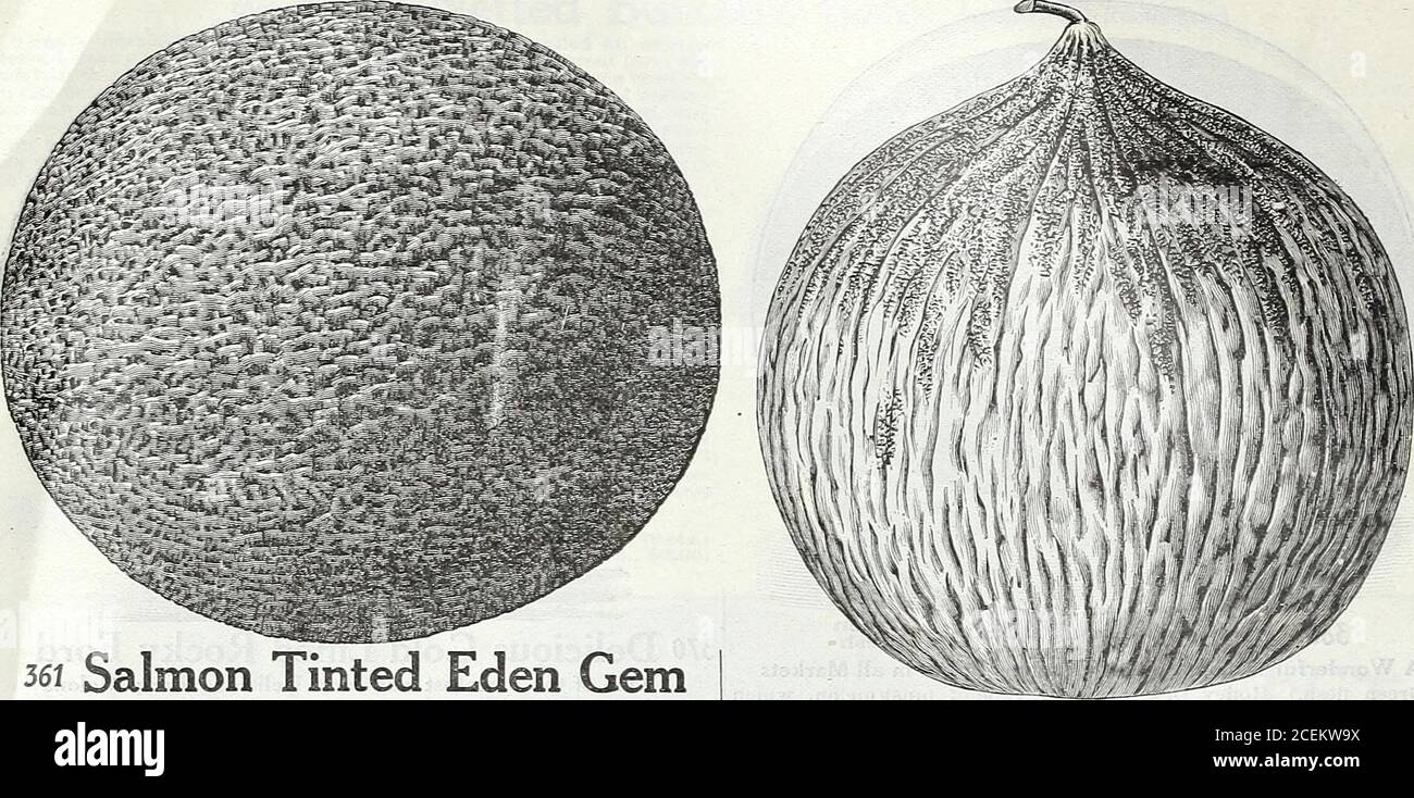 . Il libro di seme di Maule per 1922. 383 MUSKMELON BANANA. 381 PRIMI MUSKMLEON VERDE NOCE MOSCATA. 66 WM. HENRY MAULE, INC., PHILADELPHIA, PA., 1922. 56i Salmon Tinted Eden Gem The Popular, All Round Melon per la casa o il mercato (Salmon Tinted.) Thismuskmelonis è considerato il migliore dei salmontined Rocky Fords. È il più affidabile e migliore croppino, fiorente onmost tutta la soli, producendo i meloni maturi in circa 70 giorni. I frutti sono di grande uniformità dimensionale e di forma, con rete grigia, strettamente allacciata e coprente l'intera superficie. La ricca carne di salmone tinta è verydeep, solida, dal sapore dolce e luscioso Foto Stock