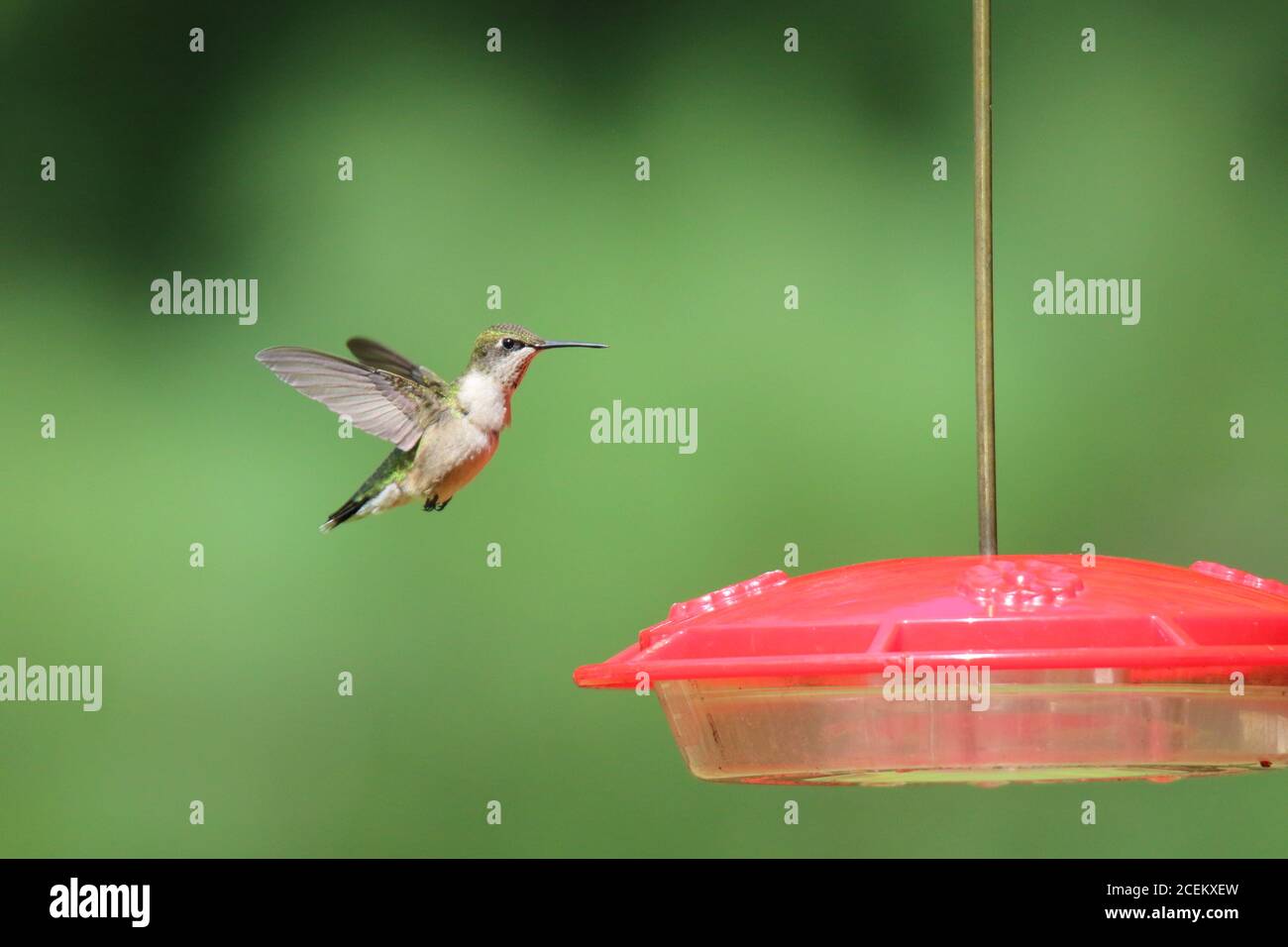 Un colubris archilochus colubris di hummingbird con gola di rubino visita un alimentatore dentro estate per sorseggiare l'acqua dello zucchero Foto Stock