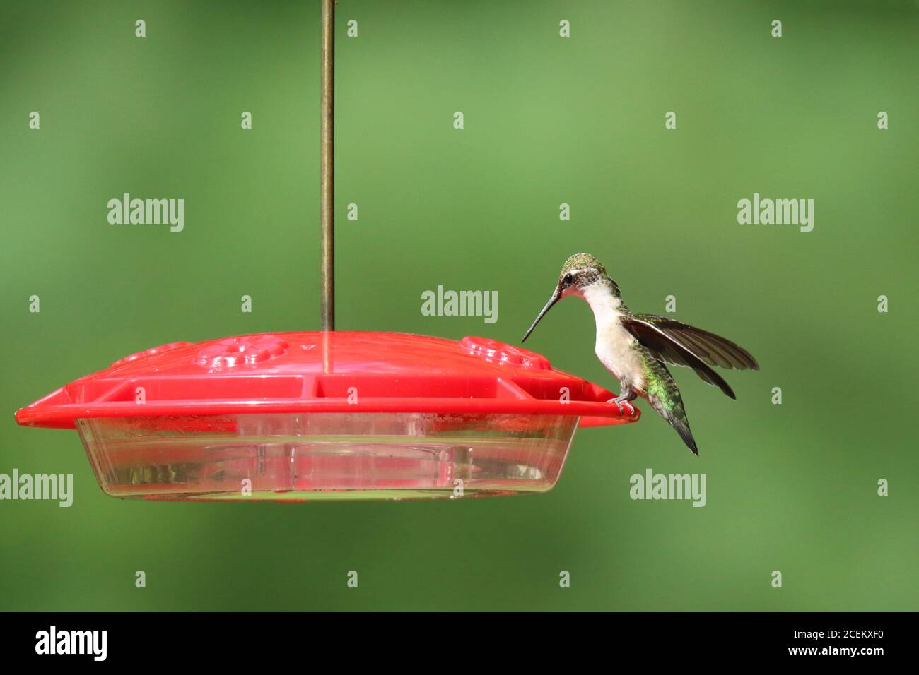 Un colubris archilochus colubris di hummingbird con gola di rubino visita un alimentatore dentro estate per sorseggiare l'acqua dello zucchero Foto Stock