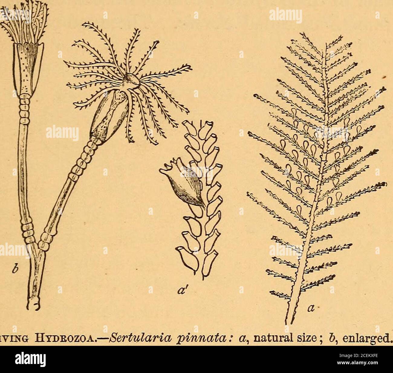 . Ocean wonders: Un compagno per il mare. ted è quello di una vescica galleggiante, che può essere riempito o scaricato di acqua a volontà, con un numero maggiore o minore di tentacula e lunghi, filamenti di puntura, e qualche appendice come vele con cui tagliare queste vesciche-barche, oppure cilia per agire come remi o mezzi di propulsione. Tra i nostri idroidi nativi c'è la Sertularia argentea, che si trova dalla latitudine del New Jersey all'Oceano Arco-Tico. È più ampiamente ramificato, e probablycresca in masse più grandi di qualsiasi altra specie. Si trovano quasi sempre specimenscan che sono stati lavati ashor Foto Stock