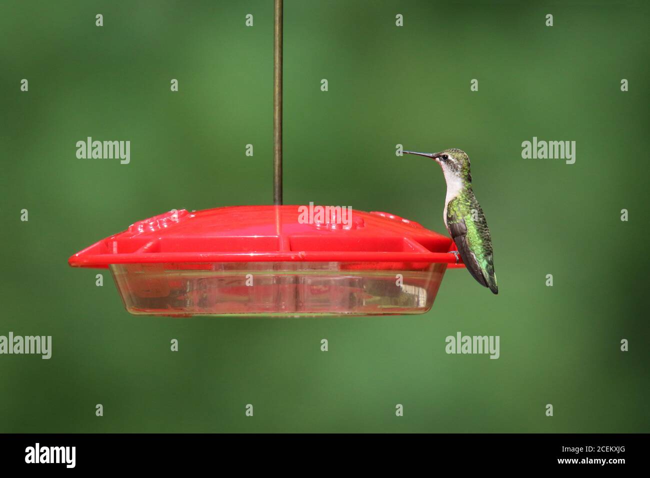 Un colubris archilochus colubris di hummingbird con gola di rubino visita un alimentatore dentro estate per sorseggiare l'acqua dello zucchero Foto Stock