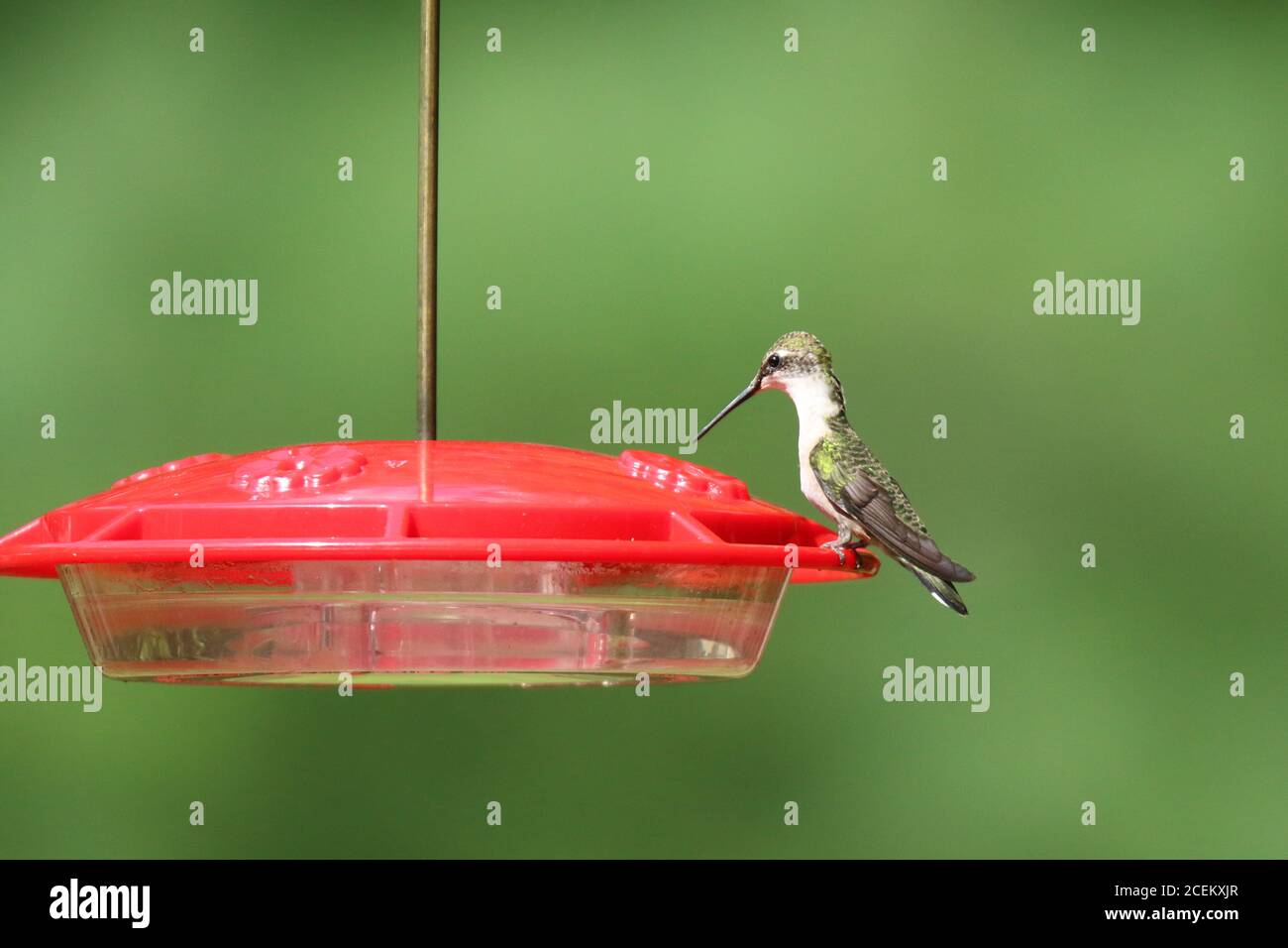 Un colubris archilochus colubris di hummingbird con gola di rubino visita un alimentatore dentro estate per sorseggiare l'acqua dello zucchero Foto Stock