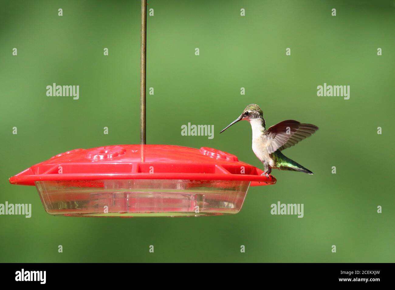 Un colubris archilochus colubris di hummingbird con gola di rubino visita un alimentatore dentro estate per sorseggiare l'acqua dello zucchero Foto Stock