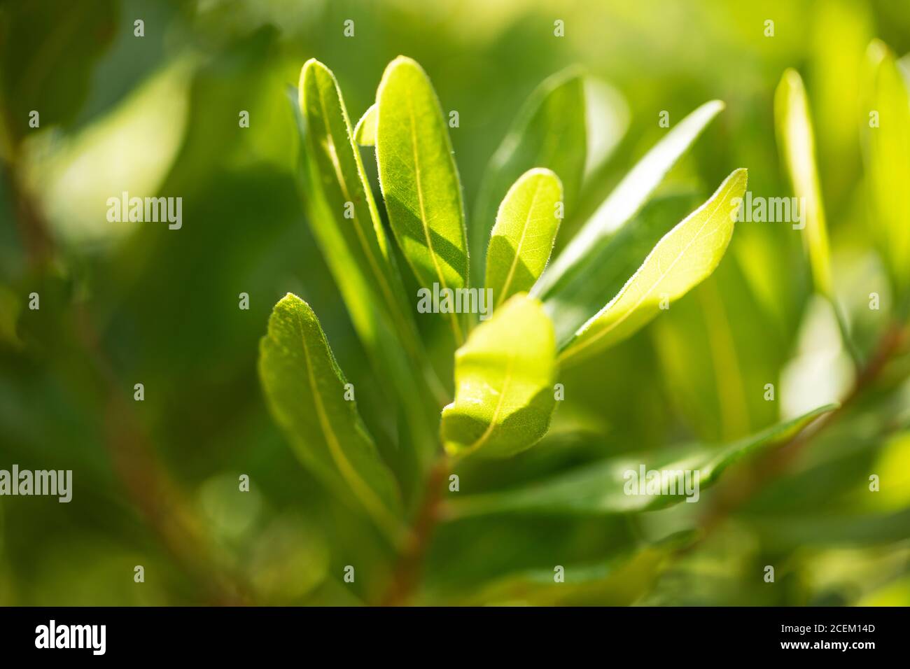 Luce del sole e ombre sulle foglie di Myrica pensylvanica, l'albero settentrionale di bayberry, ad Acton, Massachusetts, USA. Foto Stock