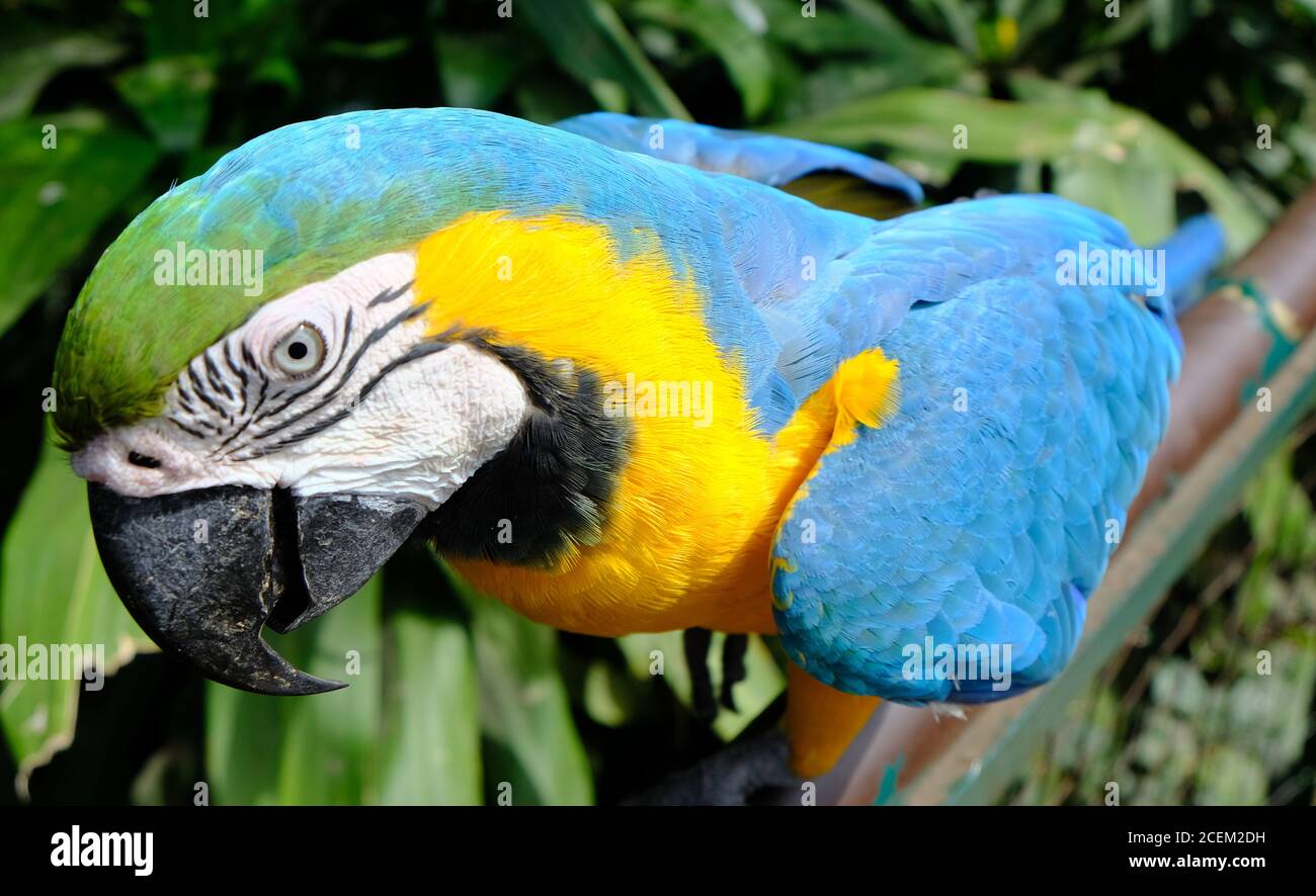 Bolivia Santa Cruz de la Sierra - Macaw blu-e-oro (Ara ararauna) nello Zoo Municipale Foto Stock