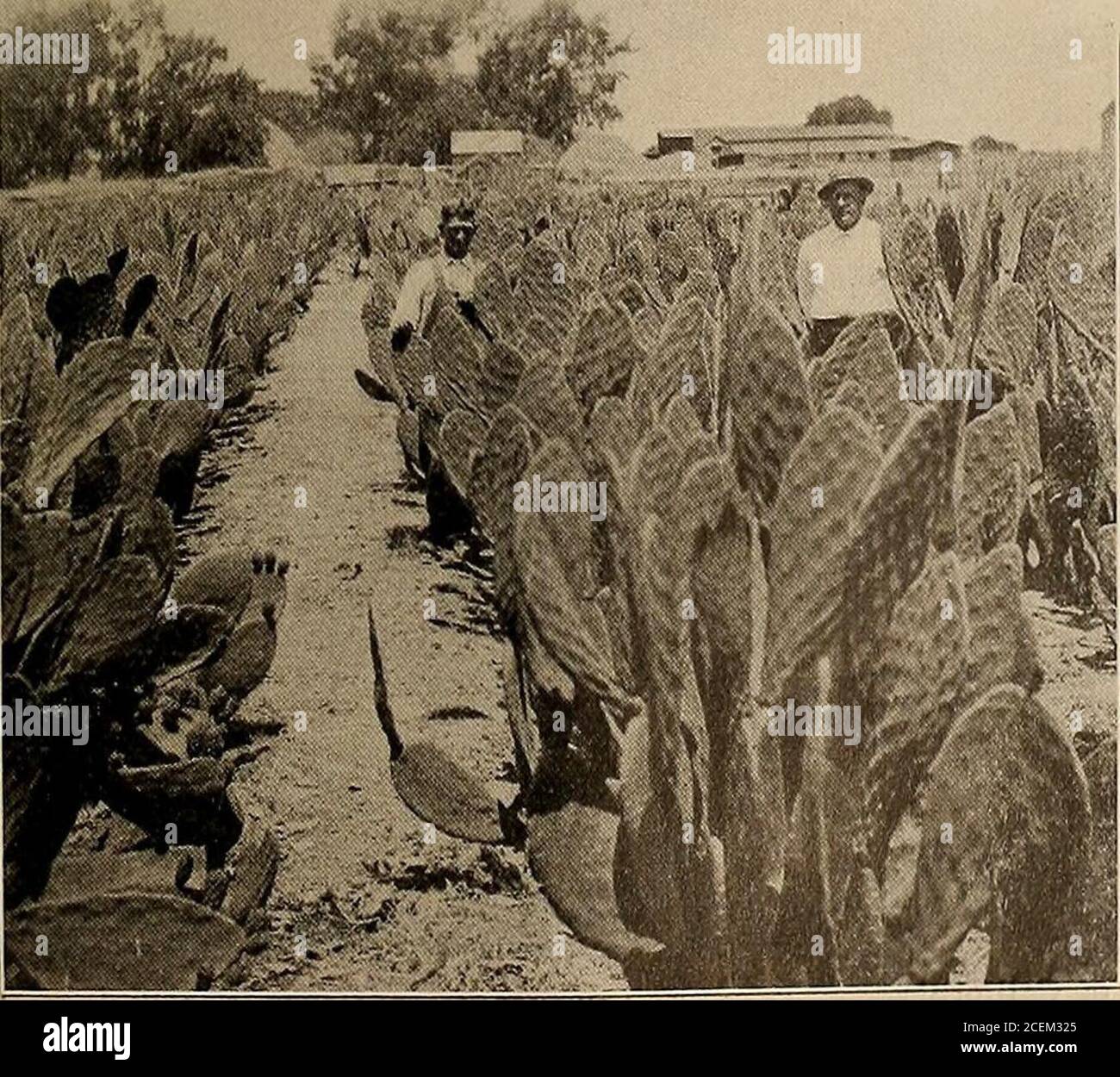 . Giornale di elettricità. UN PASCOLO DI PECORA DI ERBA MEDICA queste sono le pecore che si nutrono sull'erba medica che è allevata sulla terra che è acquedby l'aiuto di pompe elettriche - e la nazione sta cercando loro di fornire la maggior parte del suo approvvigionamento alimentare. 300,000 dollari di agnelli e di montone, per dire niente di circa 200,000 dollari di lana, è il record di una sola contea in questa regione particolare. PROFITTO IN PIGSJust per mostrare cosa si può fare con i suini su terreni irrigati: Nel 1912, un contadino della contea di Kern ha investito 330 dollari in 12 scrofe e cinghiali. Alla fine di due anni, sottraendo tutte le spese per cibo e. Foto Stock