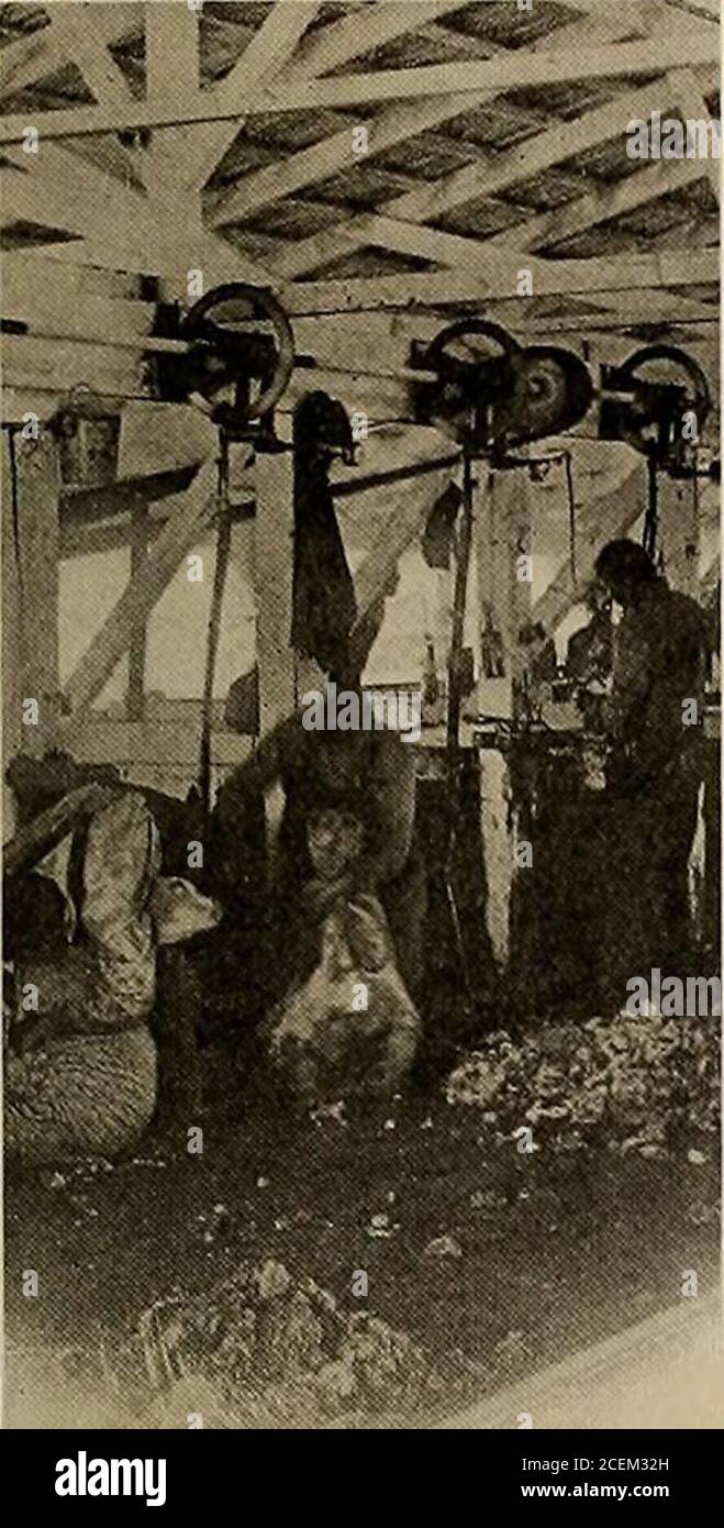 . Giornale di elettricità. y**&gt;■ *» %. T L.5 ^.^j^ib. Jyf. M xh. UN PASCOLO DI PECORA DI ERBA MEDICA queste sono le pecore che si nutrono sull'erba medica che è allevata sulla terra che è acquedby l'aiuto di pompe elettriche - e la nazione sta cercando loro di fornire la maggior parte del suo approvvigionamento alimentare. 300,000 dollari di agnelli e di montone, per dire niente di circa 200,000 dollari di lana, è il record di una sola contea in questa regione particolare. PROFITTO IN PIGSJust per mostrare cosa si può fare con i suini su terreni irrigati: Nel 1912, un contadino della contea di Kern ha investito 330 dollari in 12 scrofe e cinghiali. Alla fine di due y Foto Stock