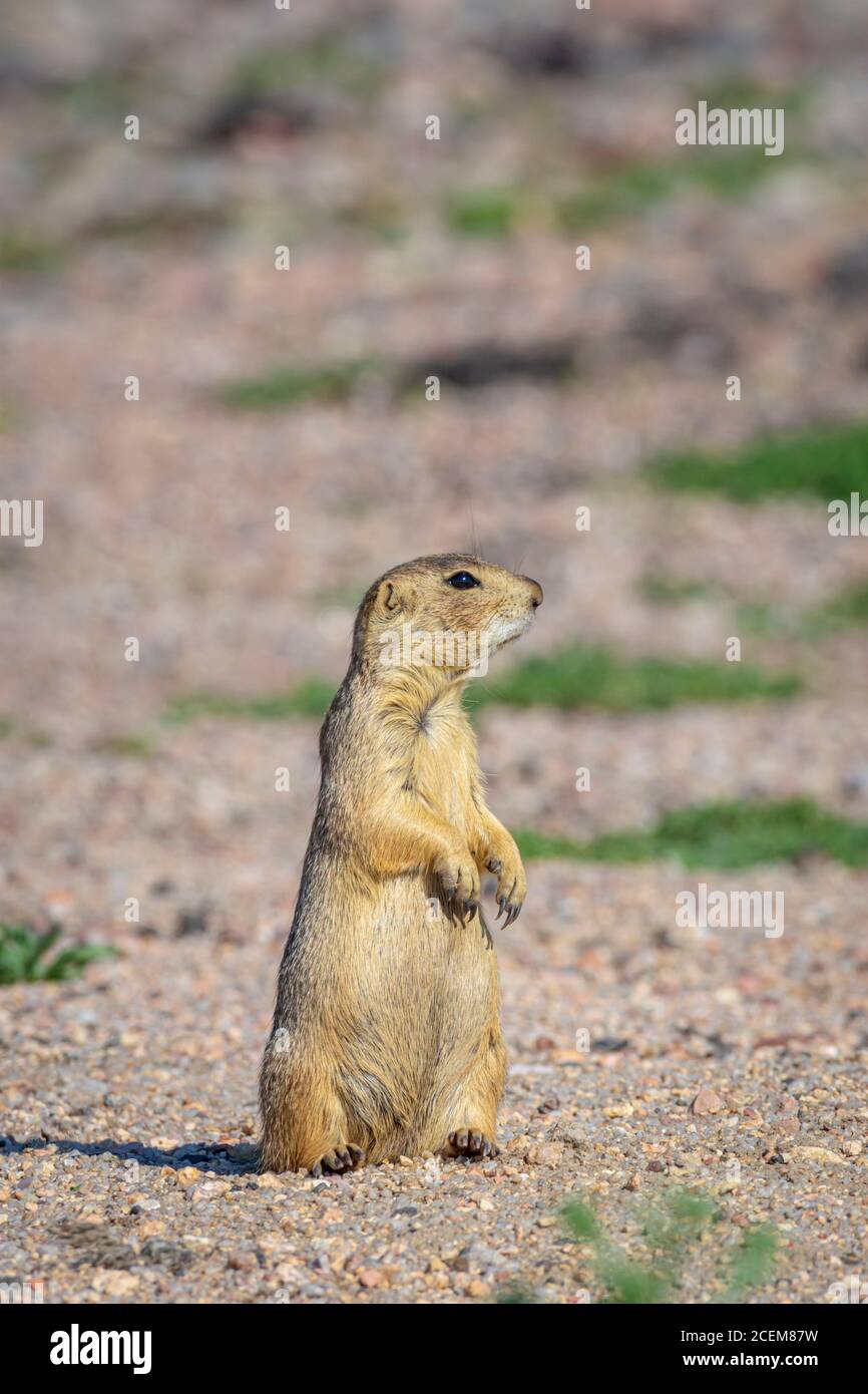 Femmina adulto Gunnison's Prairie Dog (Cynomys gunnisoni) in cerca di pericolo vicino al suo burrow, Monument Colorado USA. Foto scattata a luglio. Foto Stock