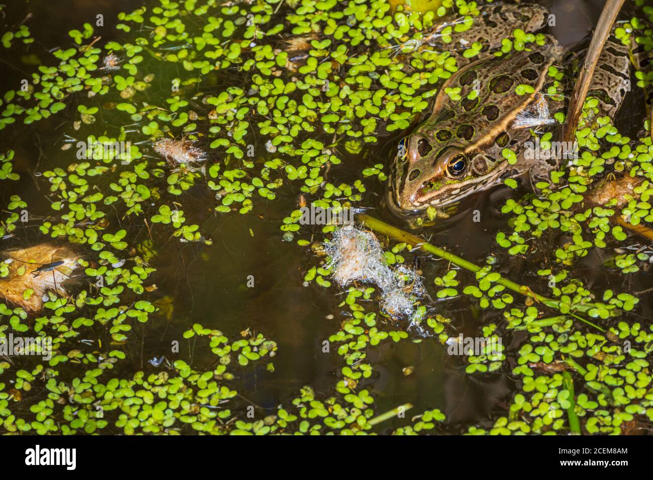 Pianure rana leopardo (Lithobates blairi) si nasconde in palude di cratello in anatra. Lo Strider dell'acqua si trova in basso a sinistra. Castle Rock Colorado USA. Foto Stock