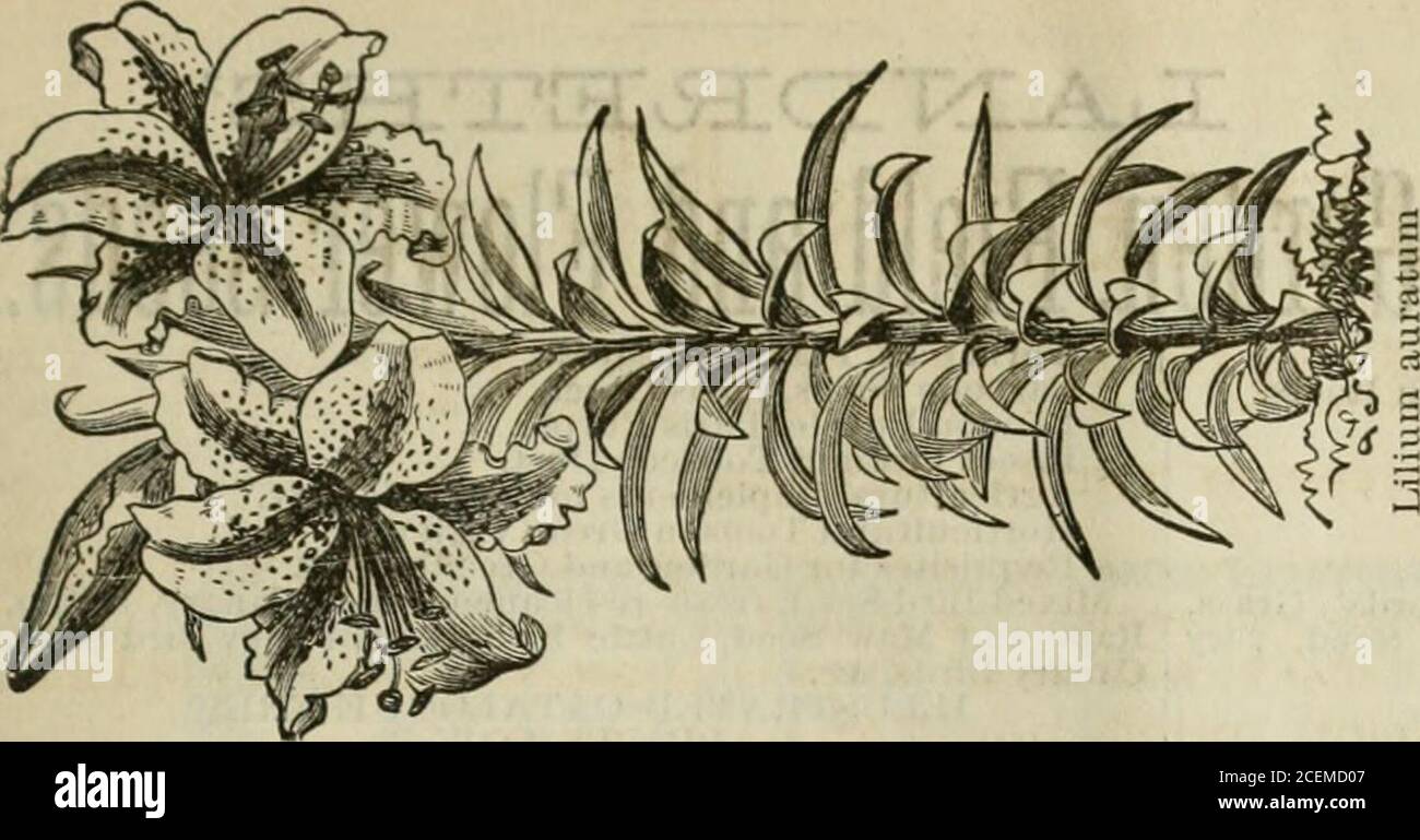 . Il mensile e orticolturista del giardiniere. Il grafico dell'esposizione di primavera della Royal Horticultural Society of Tus-cany - American Forestry Association 191-192 SCRAPS AND QUERIES: Propagare l'Idrangea - la ciliegia indiana - il bestiame nelle città - Arbor Vitses 166 Domande sulla gestione del vapore - riscaldamento a vapore intorno a Chicago - Odontoglossum citrosnum. 172-173Juglans praeparturiens - malattia negli alberi di pera e di AP-ple - una mela nativa - metodo Strongs di innesto 177-179 Note da Waukegan, 111. - dimensione del miele lo-crust - Catalpa a Beaver Dam, Wisconsin 181-182 Scarlet Flowers from a White Geranium - Growth o Foto Stock