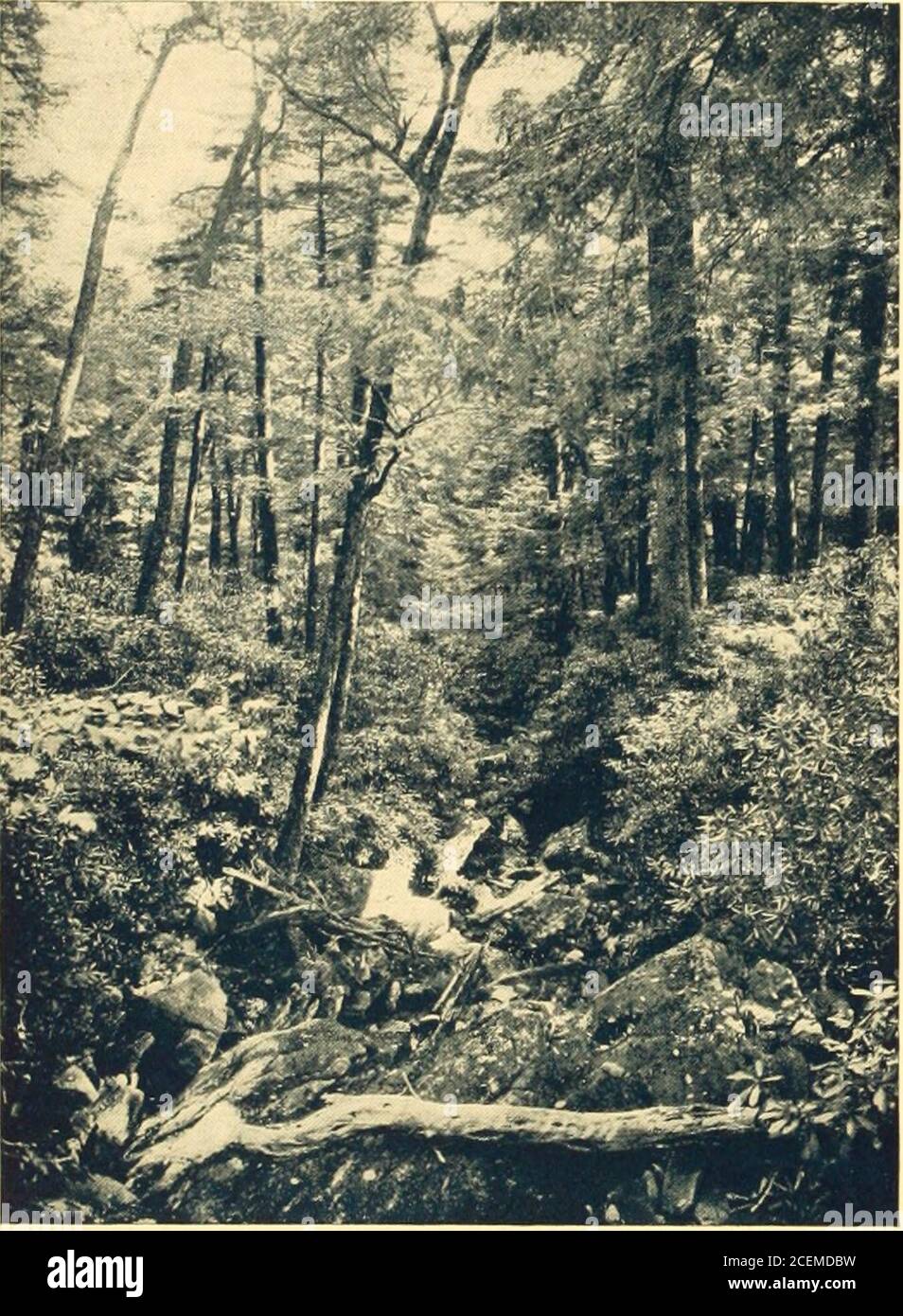 . A Cloudland, Mayview Park, Blowing Rock, North Carolina. Il vasto panorama del Blue Ridge dal punto più alto della bellissima strada a motore, Wonderland Trail.. Qui la natura ha fornito la maggior parte delle viste-ispirate-awe preparate dalle sue forze titaniche e la mano del tempo ha scolpito enormi edifici che suggeriscono antichi templi religiosi di corse estinte a lungo. La regione di Blowing Rock è un parco giochi senza pari, un paese delle meraviglie geologiche e un luogo di riposo che soddisfa l'anima. Il villageis la città più alta in Carolina del Nord e Boone la sede della contea di HighestCounty. Monte Mitchell, Clingmans Foto Stock