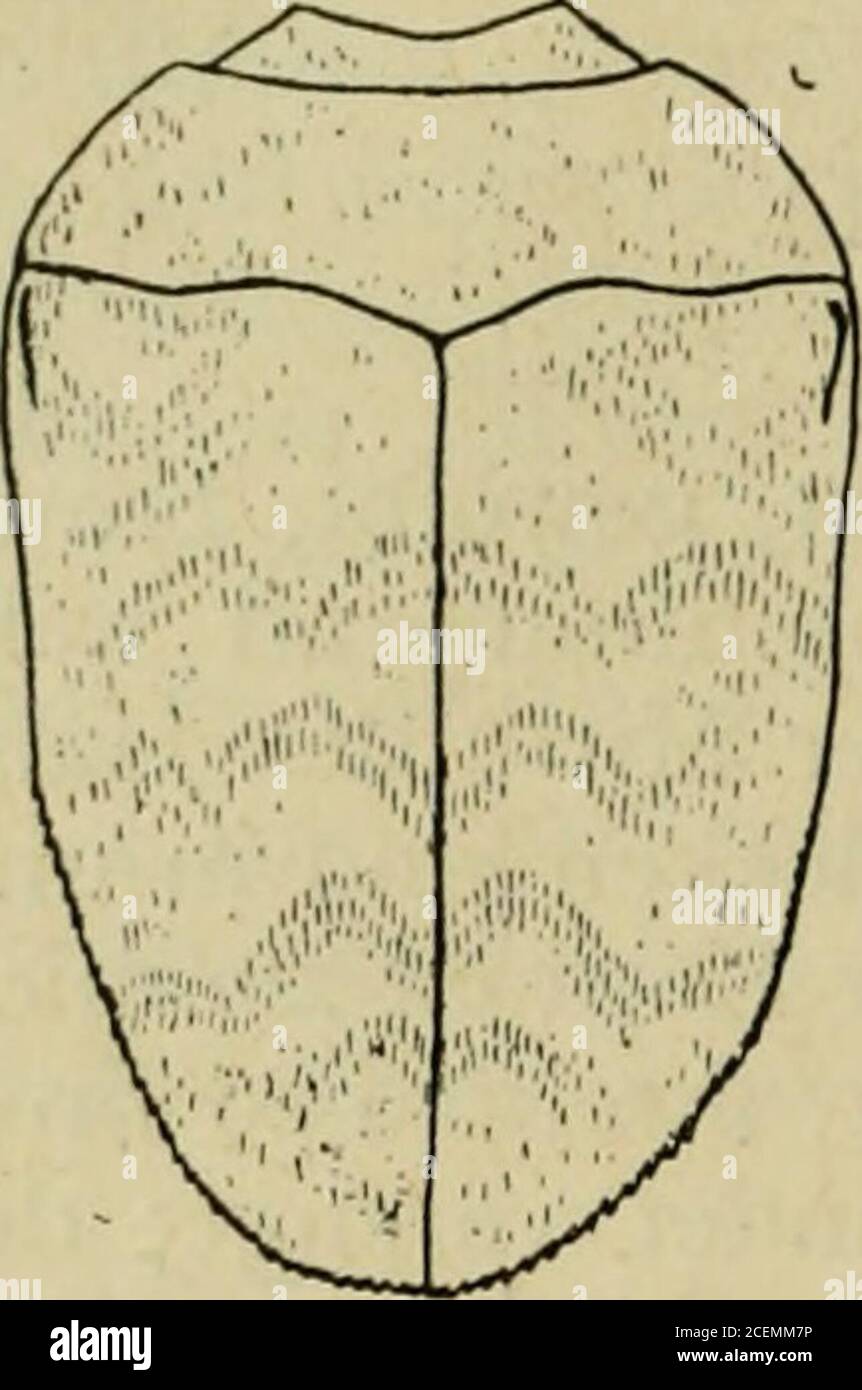 . Archiv furgeschichte. Die hier und da, besonders vorne, in mehrere kleine Makelchenaufgelöst werden. Die Mittelbinde ist stork uneben. Giappone. 24. Trachys asiatica Kerremans Länge: 3.5 mm. Lang eiförmig, verkürzt, gewölbt, ganzschwarz. Die Flügeldecken sind weiß becomart. Die Unterseite istschwarz. Der Kopf ist mittelgroß, punktiert, mit Einer Mittelrinneversehen. Der Halsschild ist gewölbt, ähnlich wie der Kopf punk-tiert, viel breiter als lang, nach vorne stark verengt. Der Vorder-rand ist schwach flach ausgerandet. Das Schildchen ist punkt-förmig. Die Flügeldecken sind gewölbt, gekörnelt pu Foto Stock