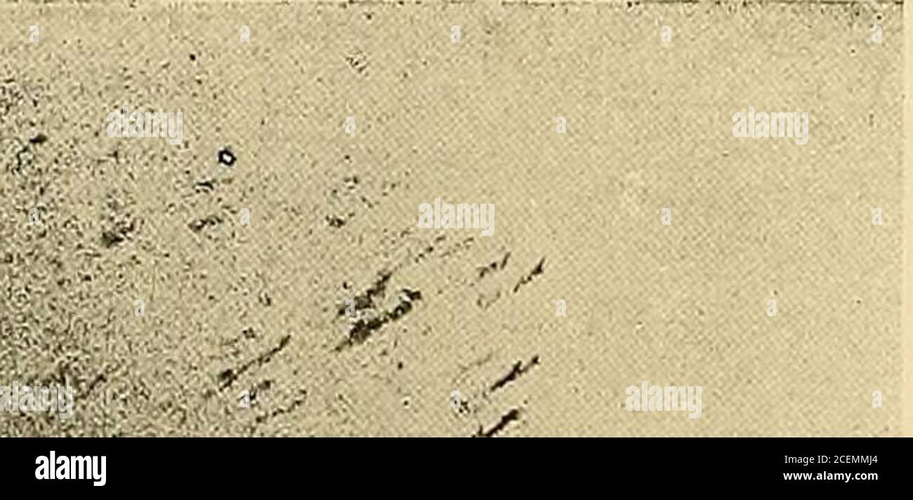 . Le peintre-graveur illustré : (xix et xx siècles). &gt; N (Décembre 1895). Cette litographie reproduite dans lESCARMOUCHE, i année, n» 4 (3 dicembre 1893), a été tiréeà 100 épreuves, signées, numérotées et timbrées (non compris quelques exemplessaires de passe). VENTES : A. Ragault (1910), no fr. ; Roger Marx (1914), 1 épr., 83 fr. r^ ii. RÉPÉTITION GÉNÉRALE AUX FOLIES-BERGÈRE (EMILIENNE DaLENÇON ET MARIQUITA)(H. 370 millim. L. 260) Foto Stock