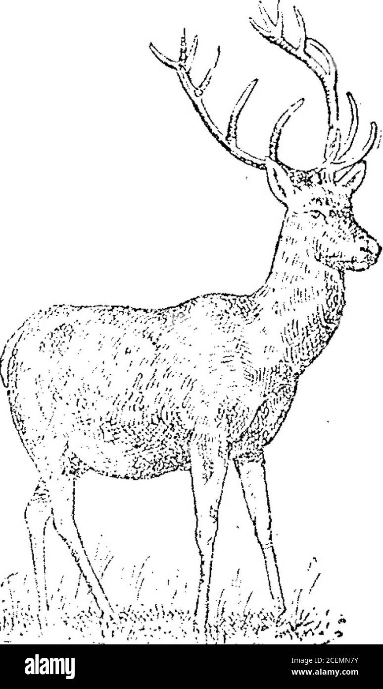 . Boletín oficial de la República Argentina. 1914 sección. -j & , „ ÍV , 7/ u H , i V ^ -// Enero 16 de 1914. - Guerra Olano, Ramos y Cía. Substancias aimenticiaso empicadas corno laalimentación, de la clase 22. XctaÑo4Tü79 ■ áeriíi DTor Enero 17 de 1914. – Agar Cross y| Compauv, Limited. -- Máquinas y apa-| ratos para toda cia;e de industrias, noi comprendidas en otras c!:;;cj, partes.de las mismas, accesorio? y comple- mentos para bucear, fütrar. Máquinas,; aparatos e implementos de agricoltura,: Avicultura, apicultura, pisebuteura, le-chería, vitivinicul Foto Stock