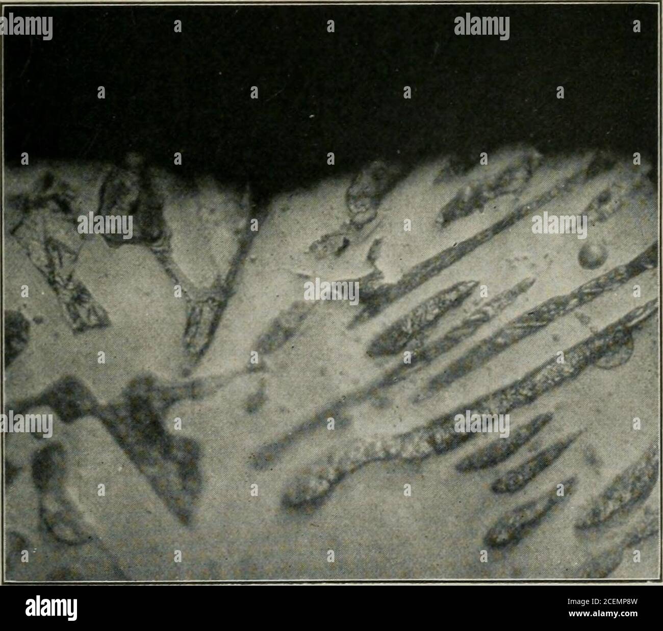 . Transazioni. Fig. 17.-come nella fig. 10, che mostra tipico xeedlk- grande, IvrcutD 10 sec. CON 4 PER CENTO. ACIDO NITRICO. X 500. FiO. 18.-metallo lavato, trattato in NHS per 20 ore a 650°C; nessun effetto Oedge. Incisa 10 sec. con 4% di acido nitrico. X 500. 270 AZOTO IN ACCIAIO E L'EROSIONE DELLE PISTOLE ghisa bianca e metallo lavato.- la differenza di comportamento del metallo lavato e della ghisa bianca è notevole e, finora, inspiegabile.quando metallo lavato di circa il 3.50 per cento, il carbonio combinato è trattato con ammoniaca a 650 °C, è difficilmente influenzato. A 750° C si ha solo decarbarizzazione a terra; Foto Stock