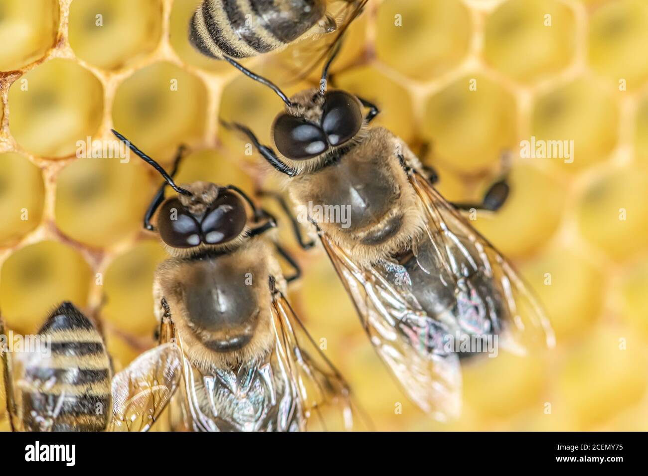 Closeup macro Big drone ape in nido d'ape maschile con l'ape operaio. Foto Stock