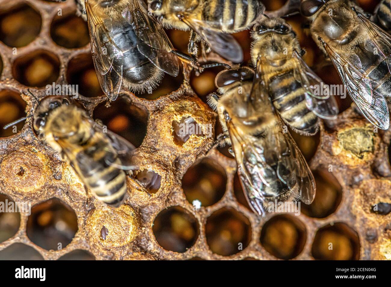 Covata sigillata di api di miele nell'apiary dell'apicoltore nell'alveare api di nurse sulla cornice con la cera d'api e la colonia di propoli. Foto Stock