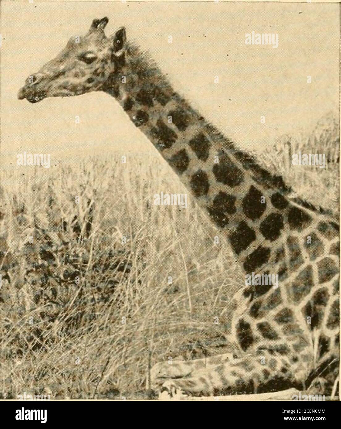 Giraffa dal collo corto immagini e fotografie stock ad alta risoluzione -  Alamy