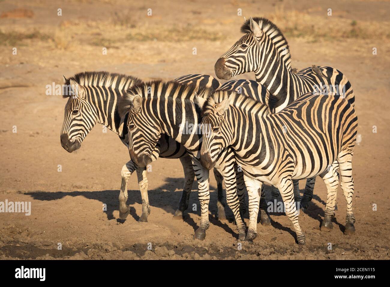 Quattro zebre in piedi insieme su terreno fangoso secco a Kruger Parco in Sud Africa Foto Stock