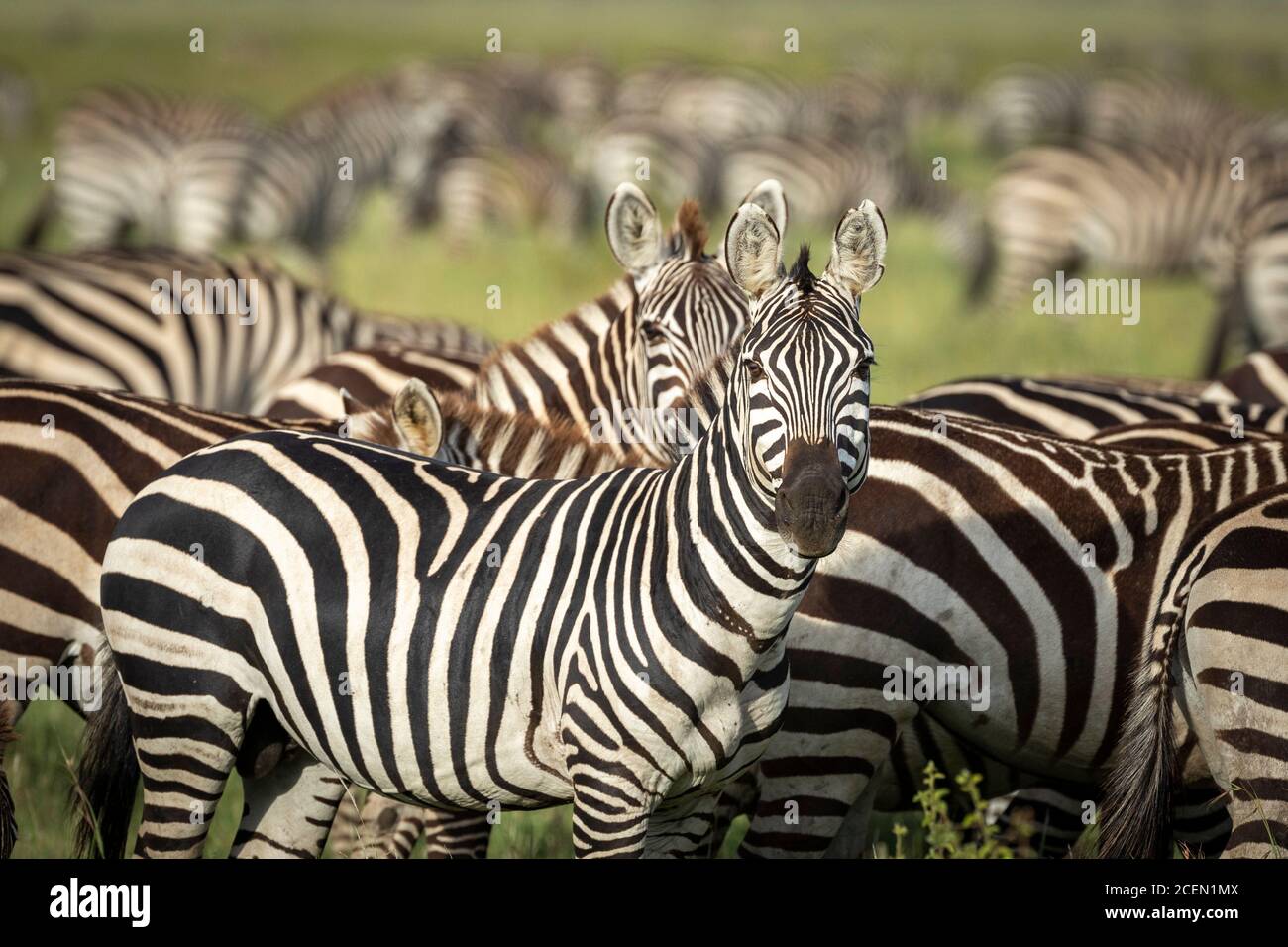 Zebra maschio in piedi tra la sua mandria a Serengeti in Tanzania Foto Stock