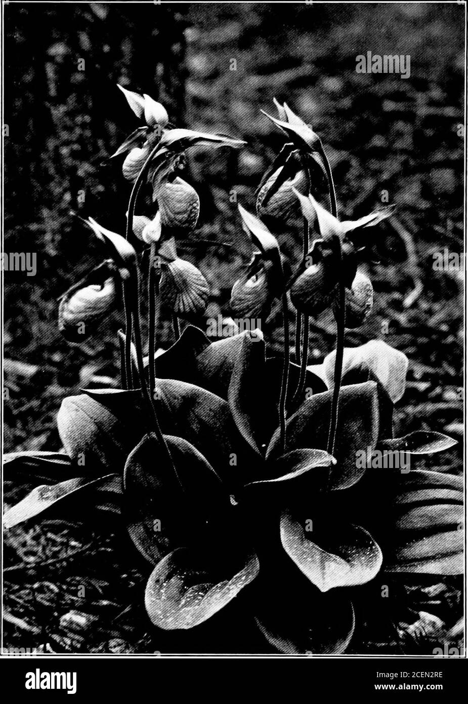 . Il lato umano delle piante. PITCHER-PI.yVNT, Sarracenia purpurea.Tlie pitther-slidaped foglie forma trappole per catturare gli insetti che questa pianta divora. MfJCCASI X-Fi.r)VP:R, r,ipi-IF,i-&lt;Jiinii araiilf.INTS have Small Cliaiire to esca])e wh.-n &lt;mcr caufrht witliin tljese l)lo,soms. PIANTE CHE MANGIANO INSETTI 19 queste orchidee non sono considerate mangiatori di insetto, hutthey certamente traggono una certa quantità di nour-iestment dai corpi decaduto della loro insetto-preda. Le abitudini delle piante carnivore sono tali che non è irragionevole supporre che sia semplicemente una questione di proporzione che Foto Stock