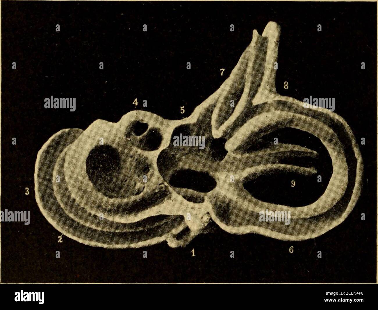 . Malattie dell'orecchio : un testo-libro per i medici e gli studenti di medicina. Lato appropriato e con l'area corticale di audizione nel cervello.4 34 L'ANATOMIA E LA FISIOLOGIA DELL'ORECCHIO. Per comodità di descrizione, l'andamento del nervo uditoristico sarà seguito dall'organo terminale specializzato fondante il labirinto, verso l'interno verso la sua origine, piuttosto che nella direzione opposta, che sarebbe più strettamente corretto dal punto di vista anatomico dell'uomo. L'orecchio interno comprende il labirinto osseo e membra-noso, il primo essendo una serie di camere di comunicazione tunnellate nel porco petrous Foto Stock