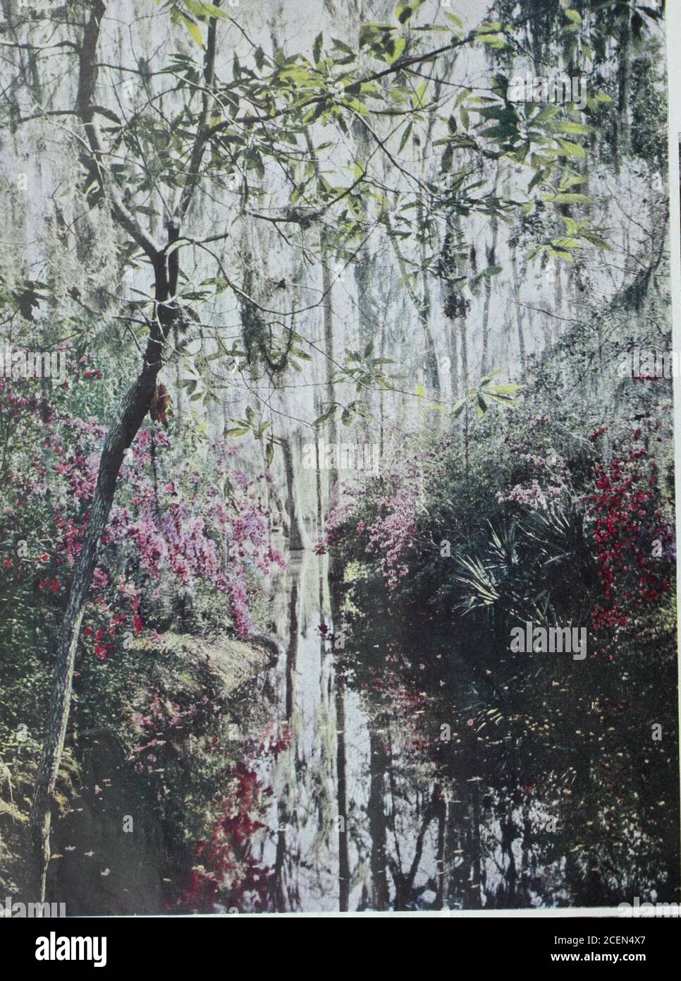 . Il giornale domestico delle Signore. I mobili soggiorno Mulberrys sono per lo più del XVIII secolo. I giardini sono un labirinto di laghi una FOTO DI RICHARD PRATT NON lontano da Mulberry, uno dei più straordinari spettacoli primaverili di tutta la Carolina Lom Country sorge da un pavimento acquoso come una vasta cattedrale, banched e bordered con una serie sbalorditiva di piante fiorite più brillantche un) vetrate nel mondo. I Giardini di Cipresso coprono due centesacri, di cui centoquaranta sono allagati per fare uno specchio per questi alberi am-fibi che si innalzano nello sk) e indietro int Foto Stock