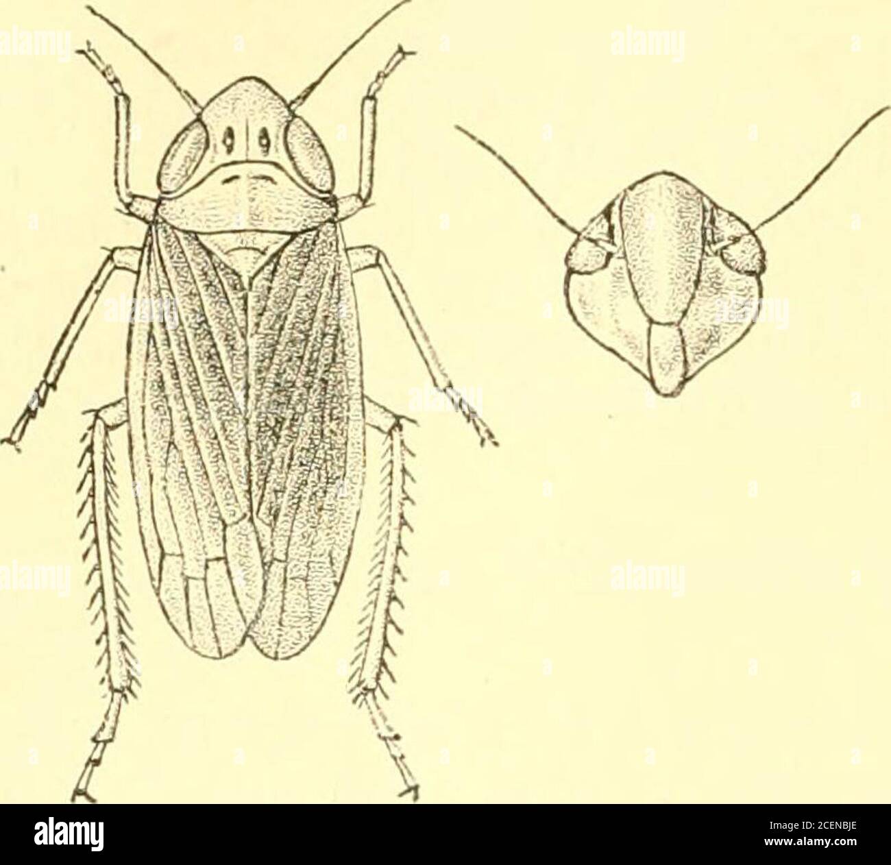 . Rhynchota ... colore terra della tegmina, cellule terminali corte; alingshialina, trasparente, con vene giallastre; pectus nero; addome nero, bordi di segmenti giallo o broAvtish-giallo e la basedei bordi segmentali nero; dorso nero; gambe giallo-bruno chiaro, punte di tarsi e artigli scuri; tibi posteriore« sui sidesometimes interni striati indistintamente con puntini bruno, marroni ai basesof spine chiare. (IlelicJuir.) Lunghezza, d 2i, 2 3 milhm. Hab. Ceylon; Colombo (Jide Melichar.) 2642. Aconura solitaris, Melich. Avvisatore acustico. Faim. Ceylon, pag. 188 (1903). Vertex, pronotum aud scutellum bruno- Foto Stock