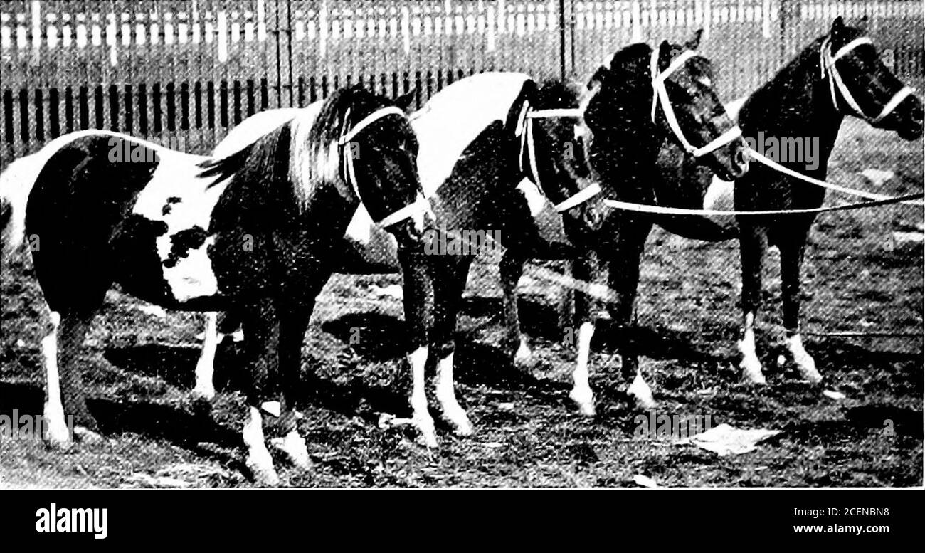 cavalli shetland - 8 Agricoltura per le scuole del sud. MTL|il|. Fig. 187. - pony Shetl.d o a passo lento o trotto di volpe. Il cavallo della sella dovrebbe essere di dimensioni medie, di proporzioni