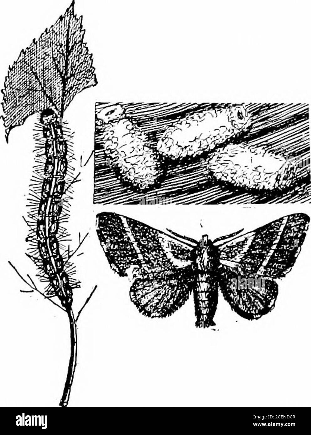 . Agricoltura per le scuole del sud. Fig. 165. - quattro fasi di Insect (TE^FT Caterpillar). Uova separate E INGRANDITE Larva; bozzoli; falena. Fasi in una vita di insetti. – nella vita della maggior parte degli insettthere sono quattro fasi ben definite. Il primo è il thesecond e^o-^ è la larva, il terzo è la pupa, e il quarto COME INSETTI (;R0W 251 fase è l'adulto (figg. 165, 171). Con alcuni insettthere non è visibile stadio uovo, come i giovani sono nati vivo.questo è il caso con la pianta-pidocchi. Lo stagelarval è lo stadio crescente in ogni vita di insetti. Se è nutrito notwell, l'insetto adulto che viene f Foto Stock