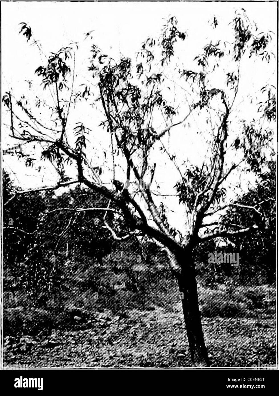 . Agricoltura per le scuole del sud. Fig. 157.-A Peach Tree ProtectedAGAINST foglie-arricciate spruzzando ALCUNE MALATTIE DI FRUTTA 231 può causare la caduta delle piccole mele. In stagionequesta malattia è ben controllata spruzzando a intervalli di due settimane con la miscela di Bordeaux. Amaro-marciume della mela. Come suggerisce il nome, un applaudito da questa malattia ha un sapore amaro. Il marciume amaro è peggiore in condizioni di clima umido e caldo. Inizia asa piccola macchia e rapidlyspreads da frutta tofruit. Più tardi l'affettedarea diventa appiattita. Pochi giorni dopo che il marciume è iniziato, ci sono piccoli cerchi di nero Foto Stock