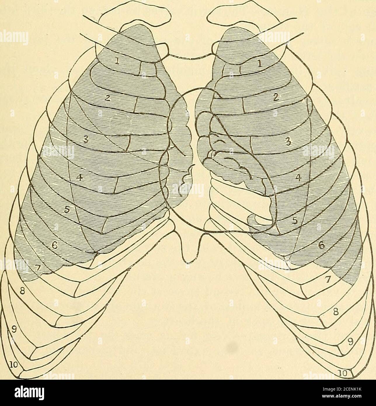. Anatomia, descrittiva e chirurgica. Stambecchi del deltoide; così è facile accertare wheatherit essere rotto. Inoltre, questo spazio corrisponde alla linea dell'arteria ascellare; qui la sua pulsazione può essere distintamente sentita, e qui può essere compressa (ma non facilmente o lungamente) contro la seconda costola. 40. Arteria mammaria interna.- la linea dell'arteria mammaria interna corre perpendicolarmente dietro le cartilagini delle costole, a circa mezzo pollice dallo sterno. Il ramo di perforazione attraverso il secondo spazio intercostale è generalmente il più grande. 41. Contorno del cuore sulla parete toracica.- avere un gene Foto Stock