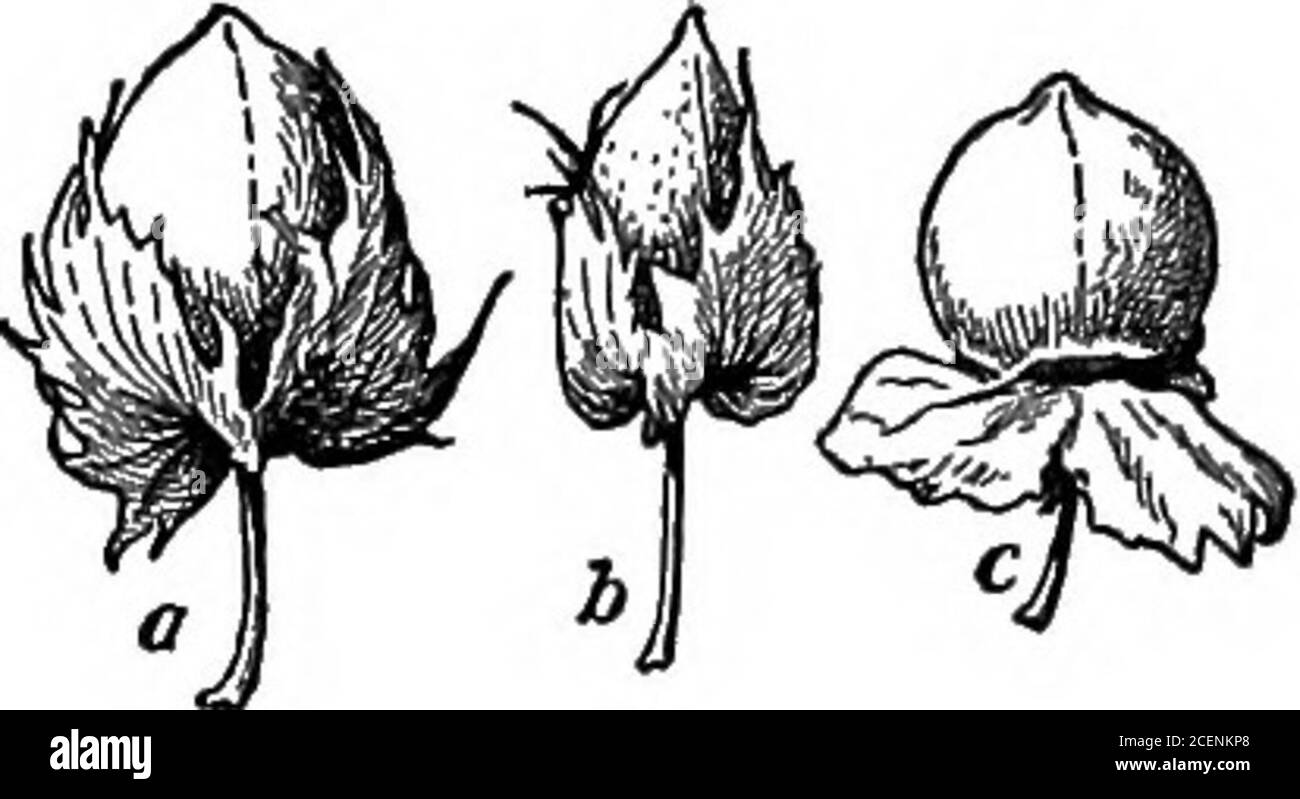 . Agricoltura per le scuole del sud. Fig. 92. - Leavesa di cotone, altopiano; b, Isola del Mare. Fig. 93. – Bolle di cotone a, upland; i, Sea Island; ■;, Indian. La coltura di cotone degli stati del sud, che è usuallybetween 11,000,000 - 13,000,000 balle all'anno, genero-vende per un importo fra ;^6oo,ooo,ooo e•i?7So,ooo,ooo, compreso il seme. Il maggiore produttore di cotone è l'India. Il cotone MostIndian, tuttavia, è di qualità e di prezzo inferiore rispetto agli americani. L’Egitto è terzo paese produttore di cot-ton. Il suo prodotto ha una lunga fiocco, e vende ad un prezzo più alto di Ameri Foto Stock